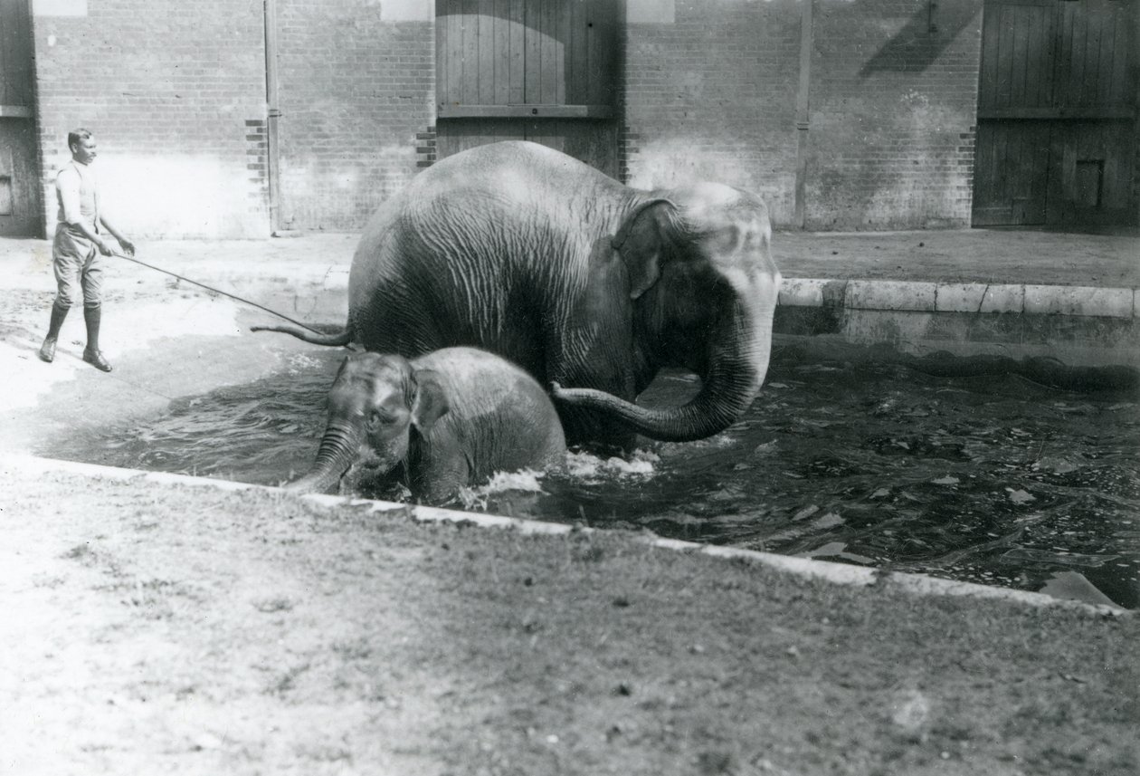 赤ん坊のアジアゾウと大人の女性、ルキ、プールの横でトレーナーと一緒にプールで入浴、1923年（bw写真） 作： フレデリックウィリアムボンド
