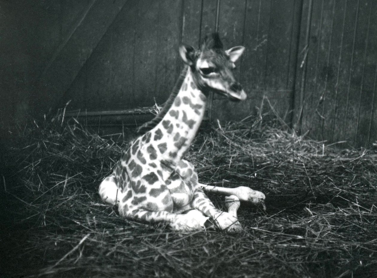 1913年3月、ロンドン動物園の干し草の中に座って、約7時間前の赤ちゃんキリン 作： フレデリックウィリアムボンド