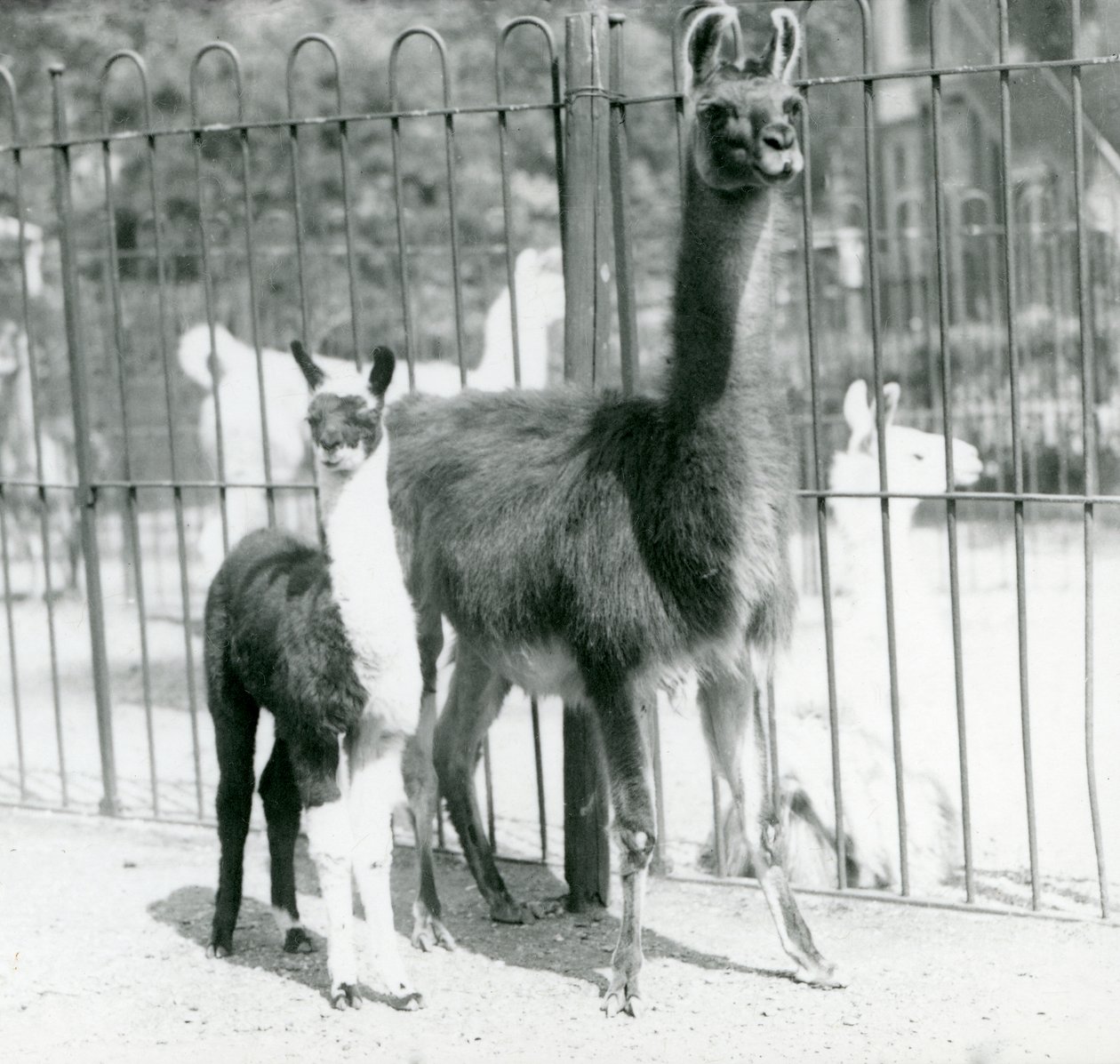 1923年8月、ロンドン動物園で母親と赤ちゃんのラマまたはクリア（bw写真） 作： フレデリックウィリアムボンド