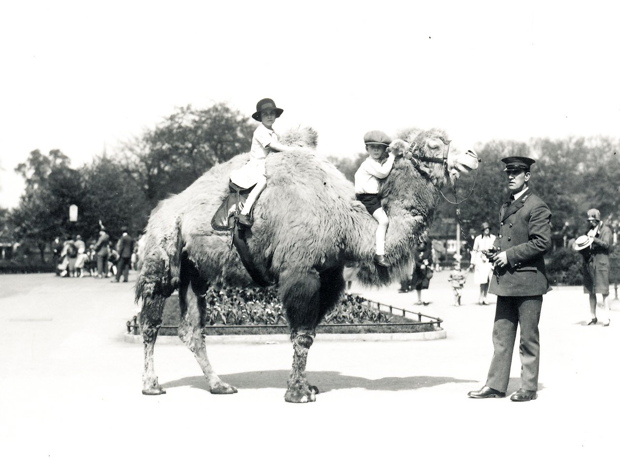 1928年9月、ZSLロンドン動物園でのラクダ乗り 作： フレデリックウィリアムボンド