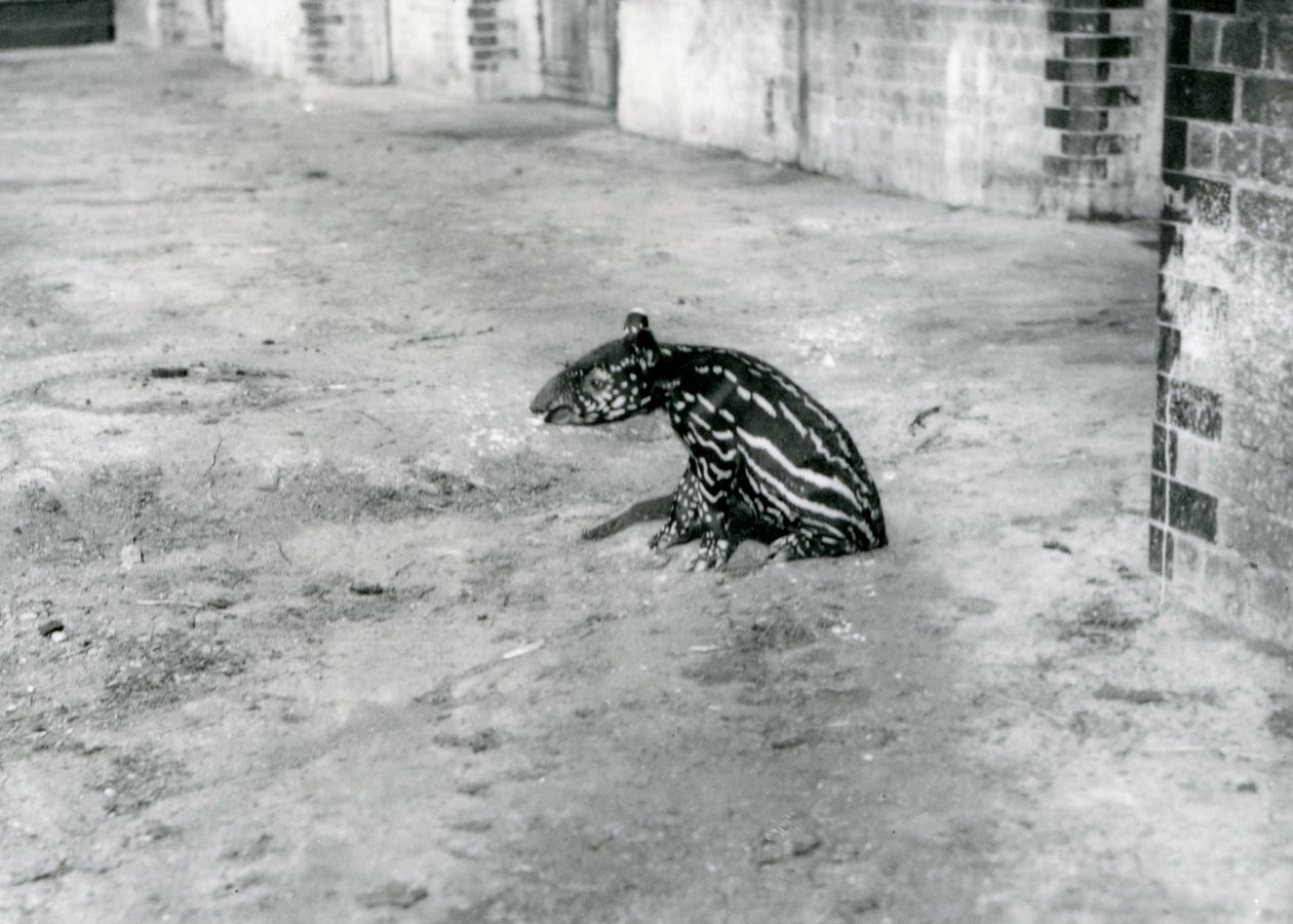 1921年7月、ロンドン動物園で生後4日のマレーバク 作： フレデリックウィリアムボンド