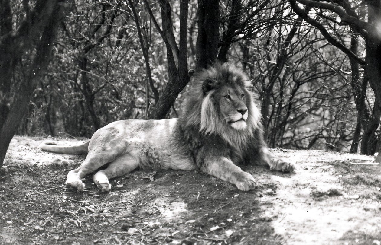 ホイップスネイド動物園で1935年に撮影された、横になっているライオン 作： フレデリックウィリアムボンド