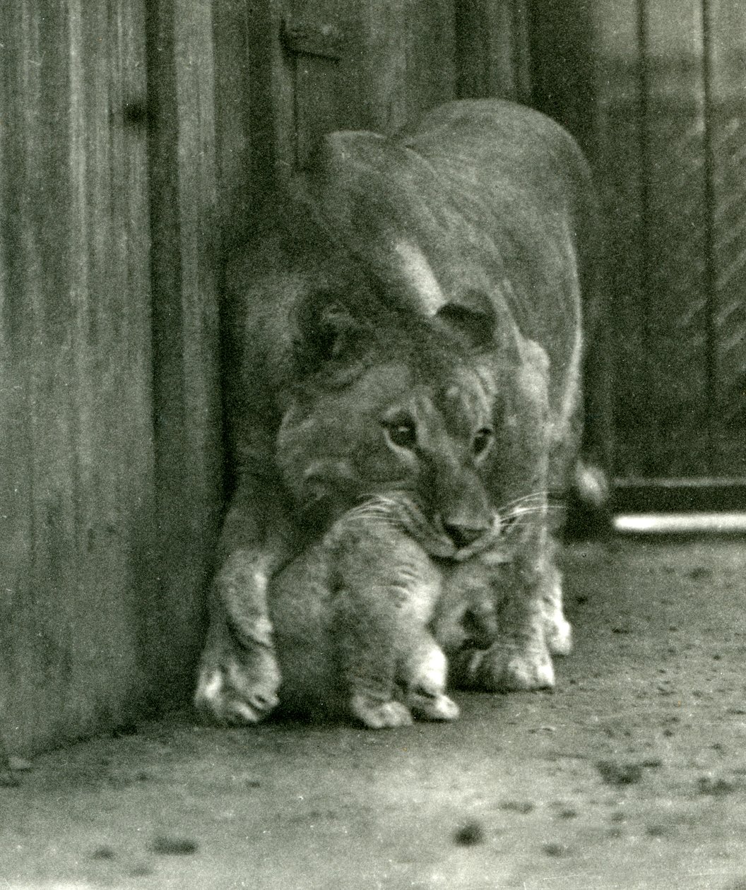 1923年10月、ロンドン動物園の首の首筋で、動物園で生まれた子を持ち上げようとしている雌ライオン（bw写真） 作： フレデリックウィリアムボンド
