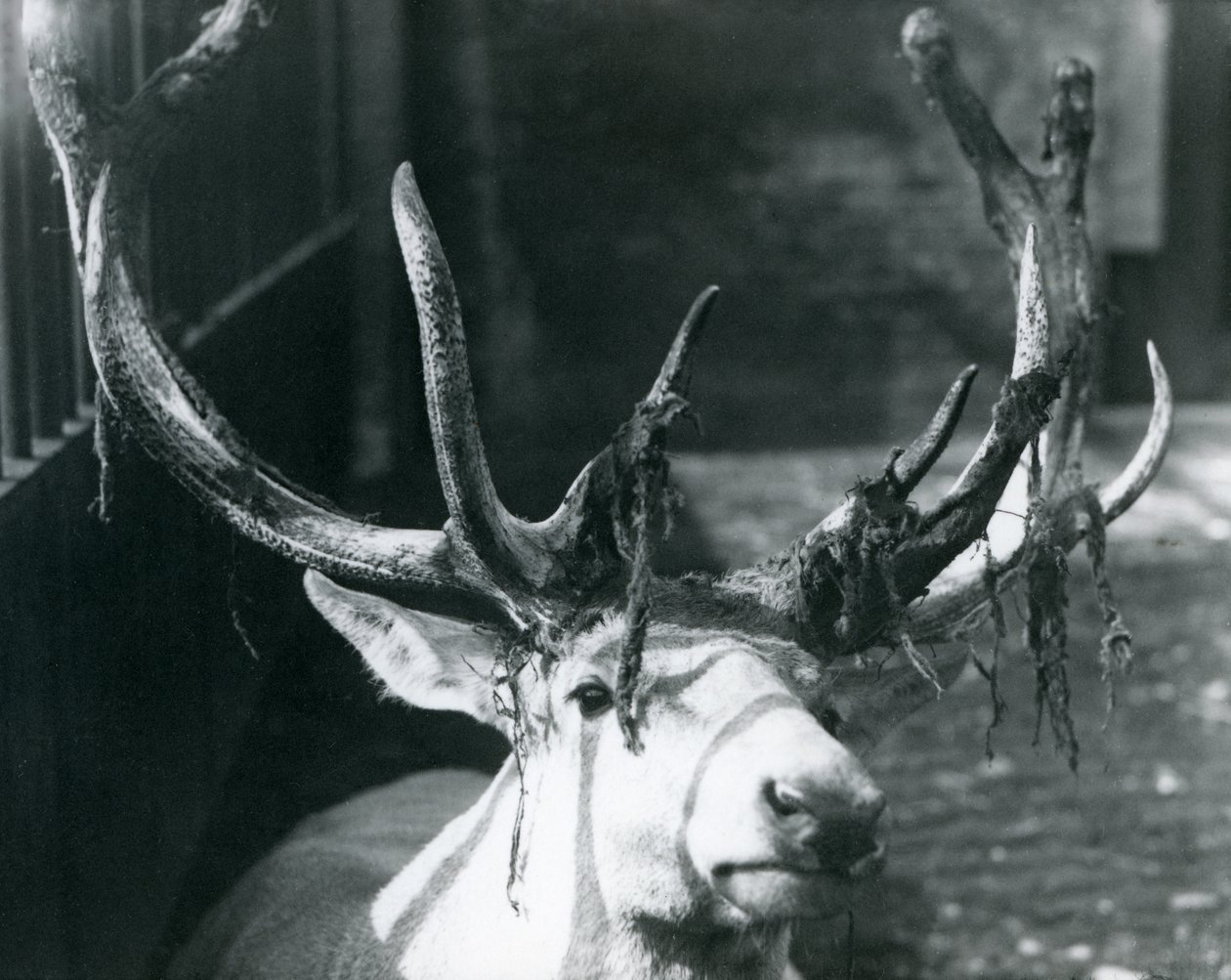 1922年10月、ロンドン動物園でベルベットを脱いでいる、成熟したウォリックの鹿の雄鹿 作： フレデリックウィリアムボンド
