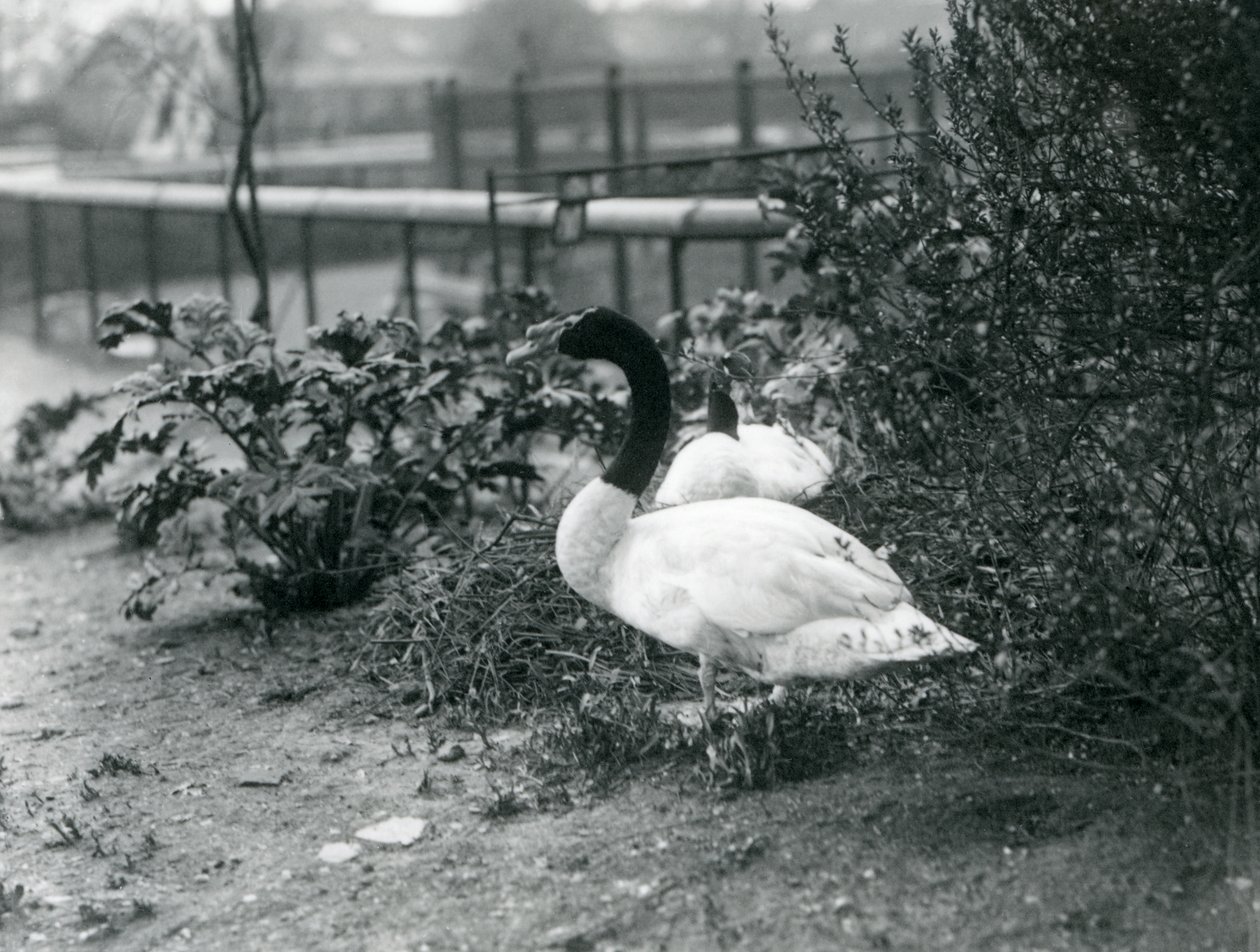 1923年4月、ロンドン動物園で営巣している黒首の白鳥のペア（bw写真） 作： フレデリックウィリアムボンド
