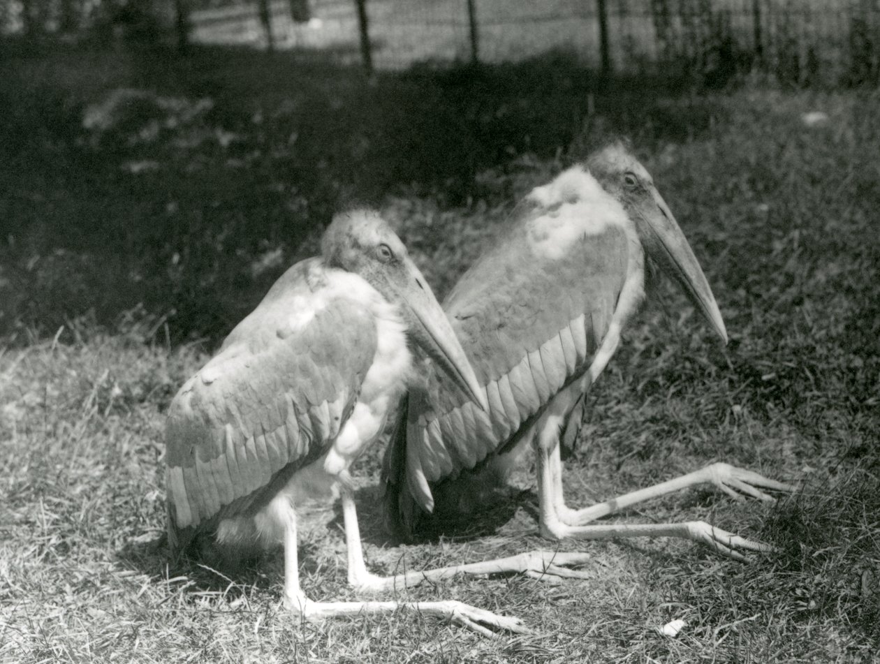 1923年9月、ロンドン動物園に座っているオオコウノトリのペア（bw写真） 作： フレデリックウィリアムボンド
