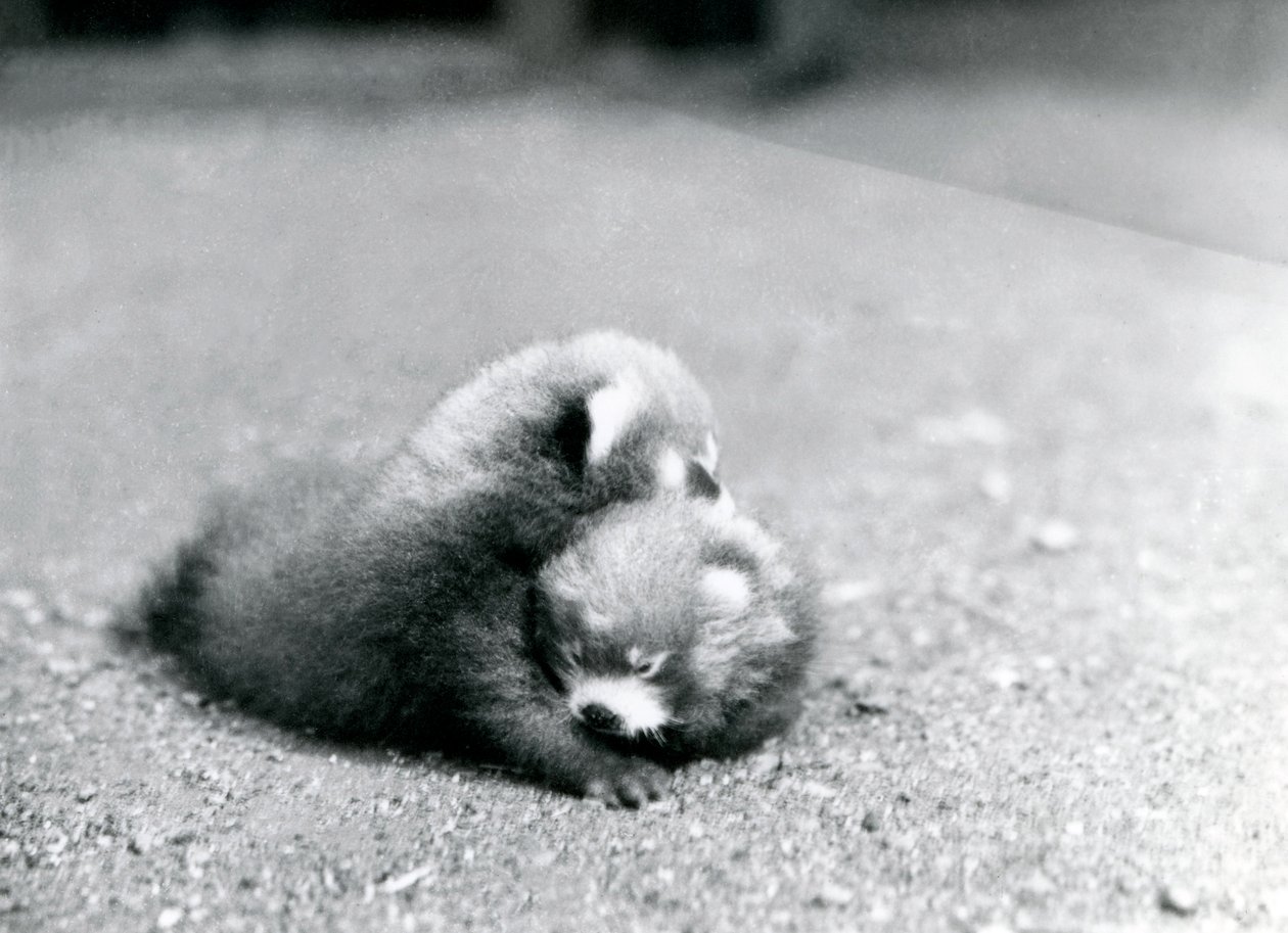 1919年、ロンドン動物園で赤ちゃんパンダのペア 作： フレデリックウィリアムボンド