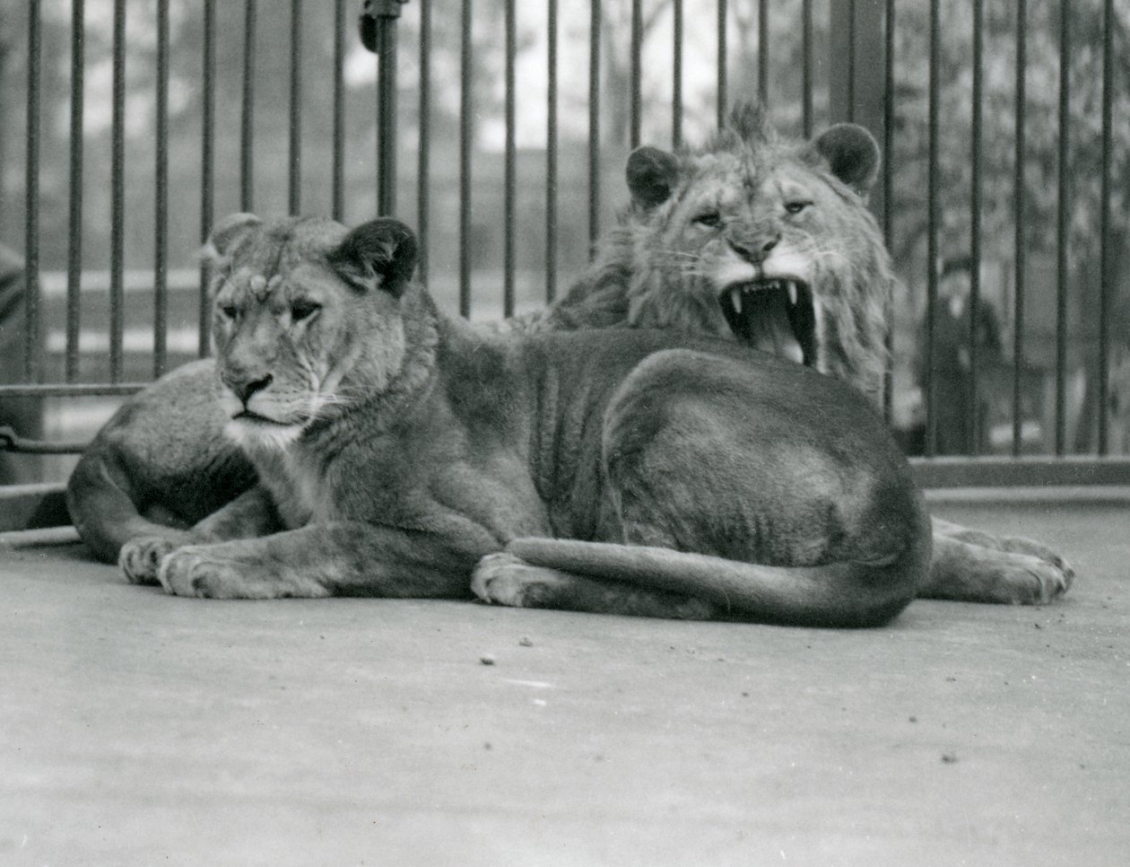 ライオンのペア、アブドラとファティマ、ロンドン動物園、1923年5月（bw写真） 作： フレデリックウィリアムボンド
