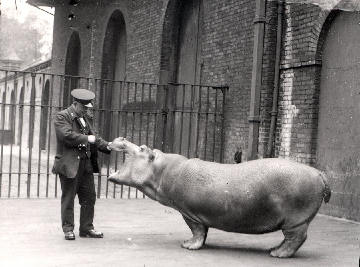 1923年ロンドン動物園でのアーニーボウマンとボビーの写真 作： フレデリックウィリアムボンド
