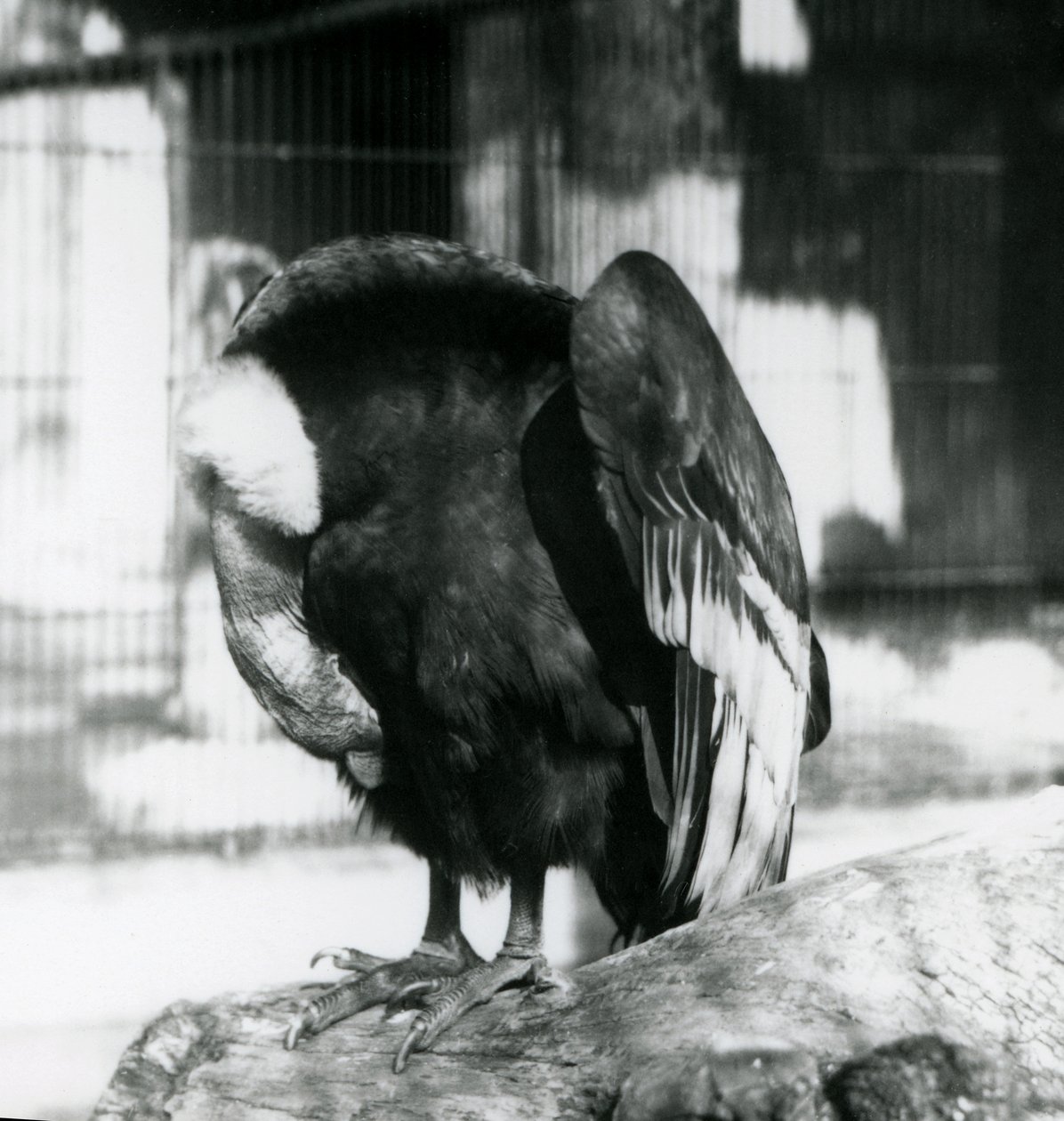 ロンドン動物園で眠っているアンデスコンドル、1923年（bw写真） 作： フレデリックウィリアムボンド