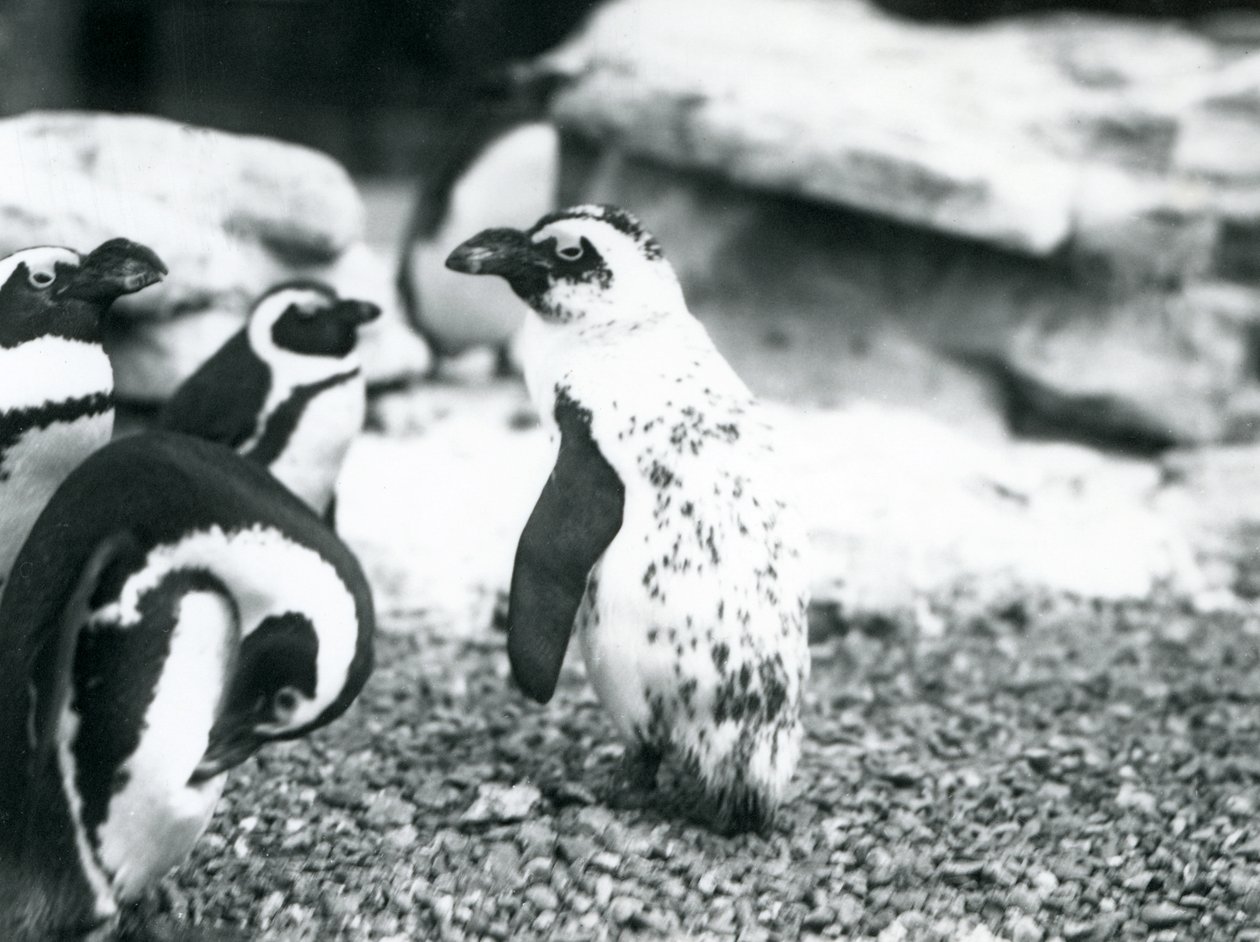 1914年5月、ロンドン動物園での、異常な模様のペンギンを含む、アシカペンギンの小さなグループ 作： フレデリックウィリアムボンド