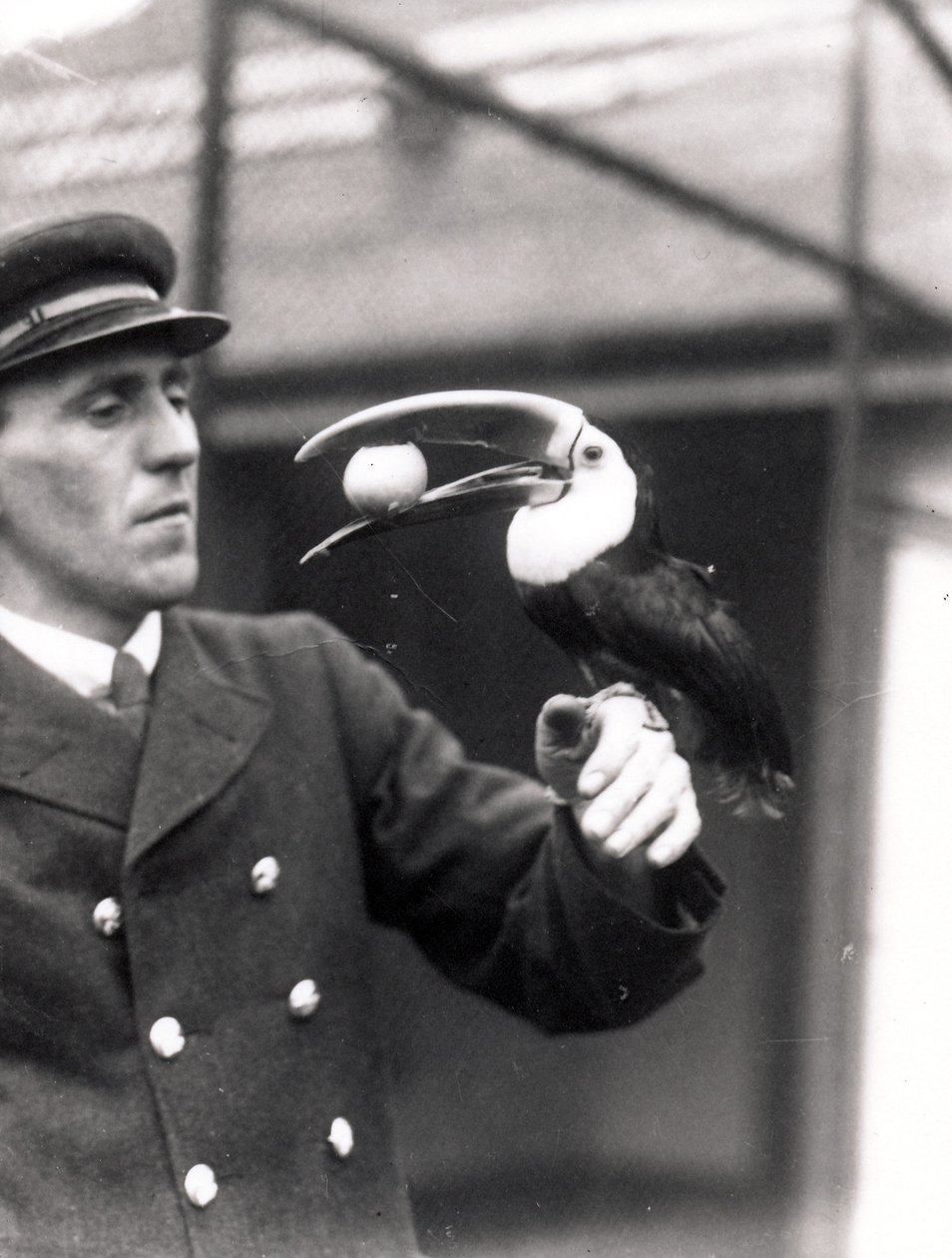 オオハシは飼い主の腕の口に卵を持っています、1924 作： フレデリックウィリアムボンド