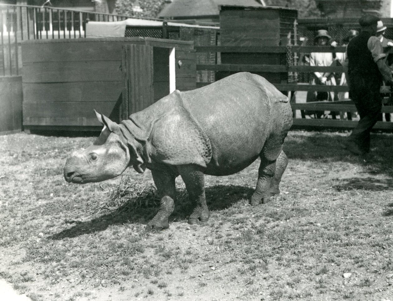 1922年6月、ロンドン動物園での若いインドのサイ 作： フレデリックウィリアムボンド