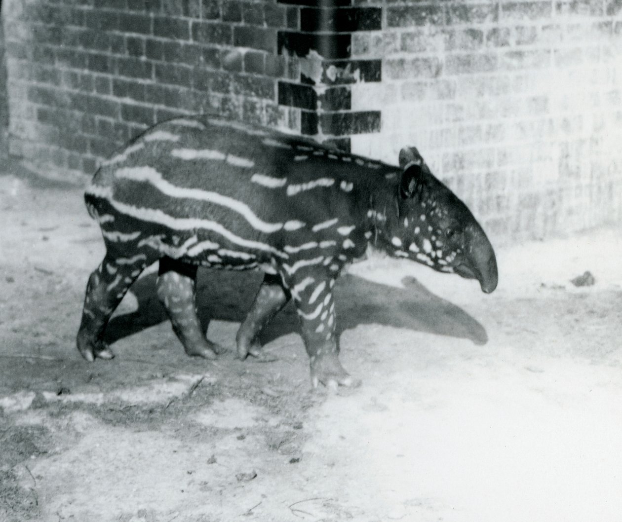 ロンドン動物園での若いマレーバク、1921年10月5日（bw写真） 作： フレデリックウィリアムボンド