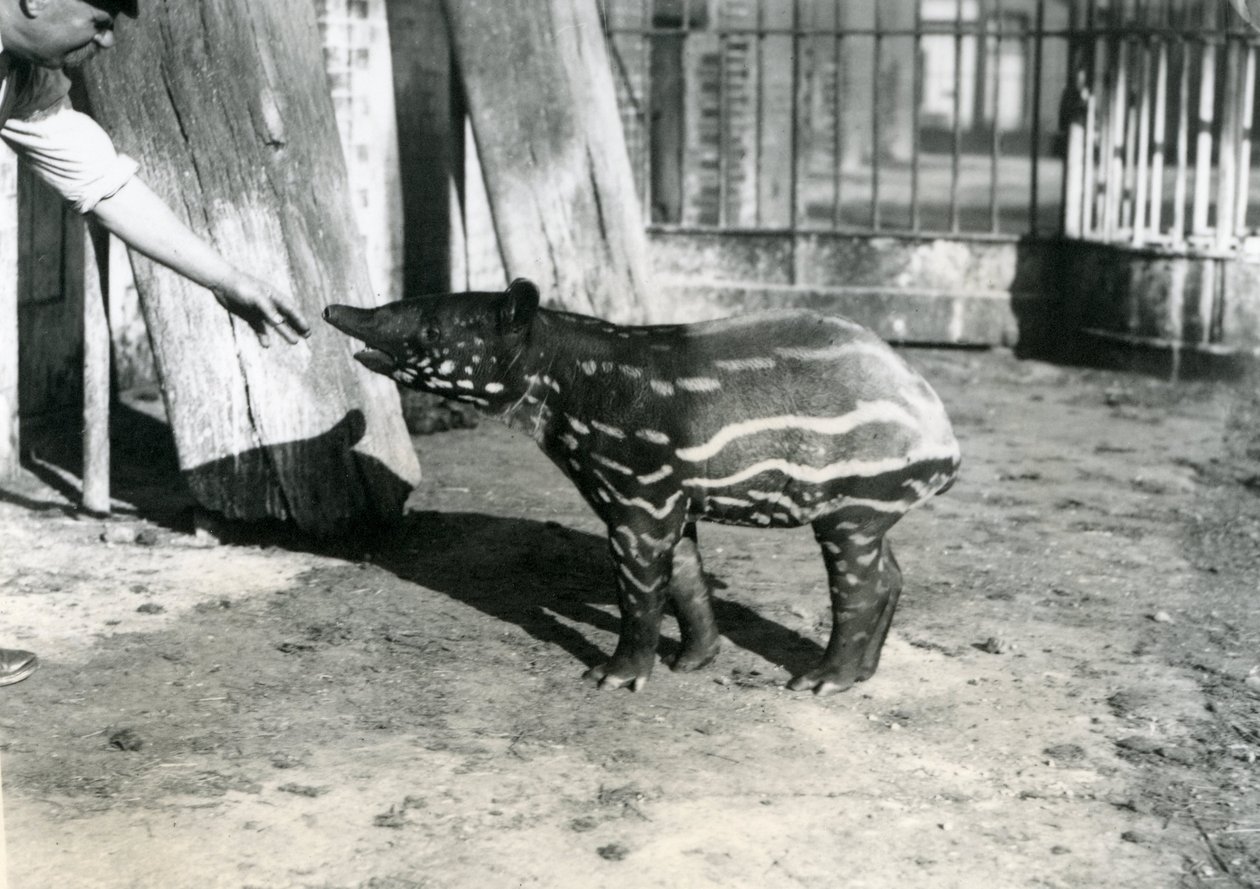 1921年10月18日、ロンドン動物園で飼育係の若いマレーバク 作： フレデリックウィリアムボンド