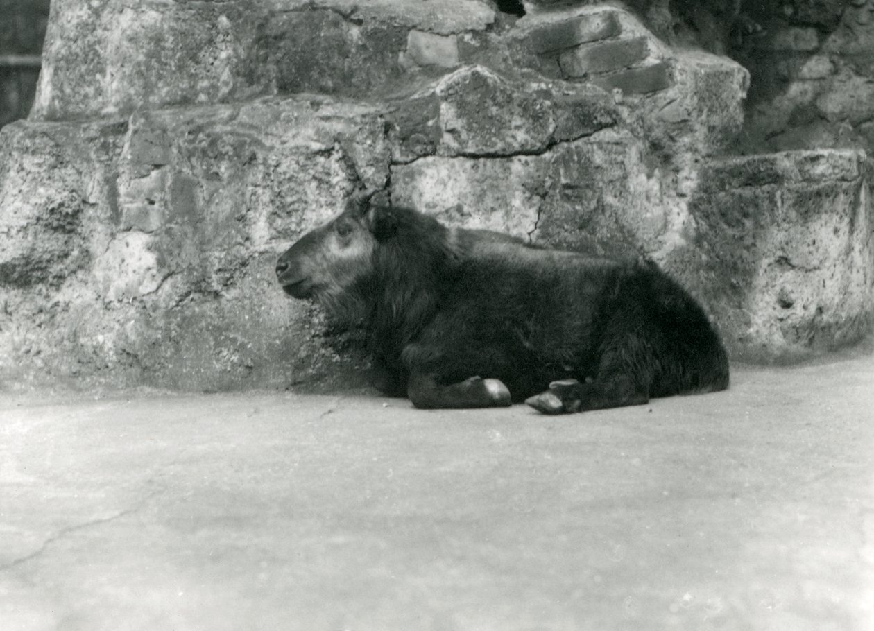 1923年4月、ロンドン動物園の牛シャモアまたはGnuヤギとしても知られる若いタキン（bw写真） 作： フレデリックウィリアムボンド