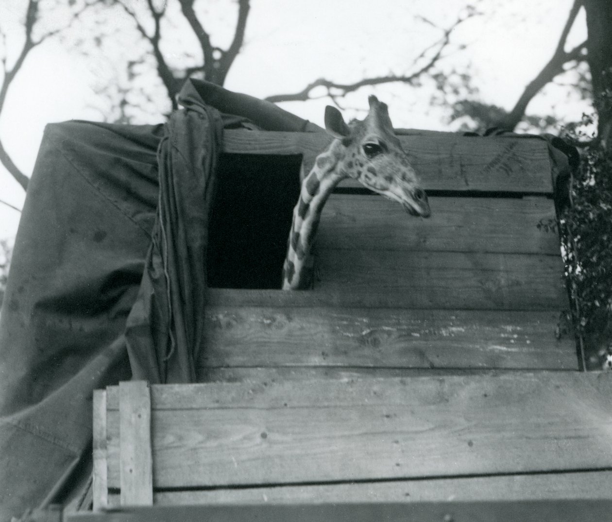 1923年5月、ロンドン動物園に到着した若いキリン（bw写真） 作： フレデリックウィリアムボンド