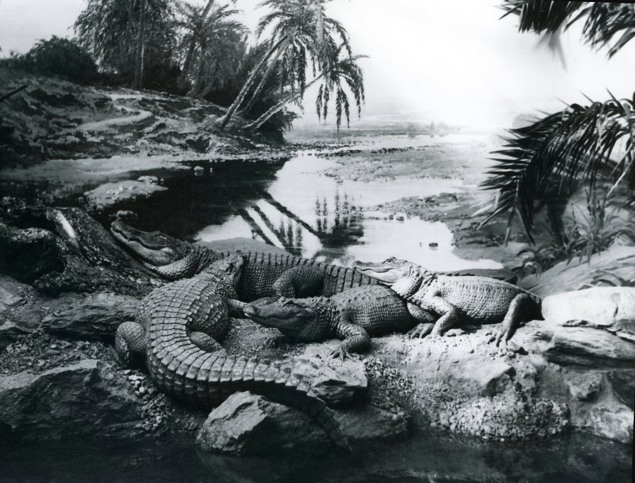 ロンドン動物園のパノラマにあるワニ、1928 作： フレデリックウィリアムボンド
