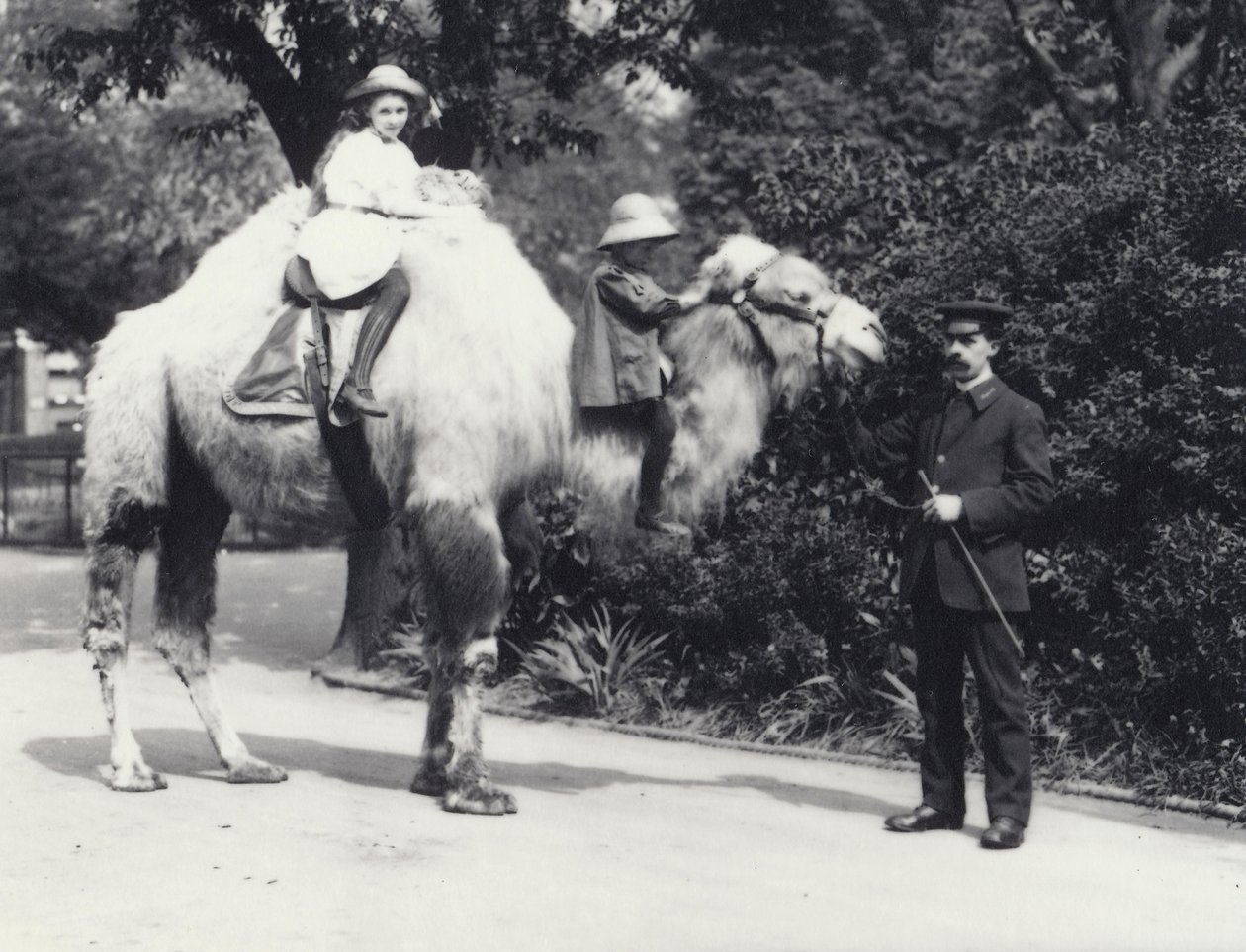 1914年5月、ロンドン動物園の2人の子供、こぶの上の少女と首の上の幼い子供、2人の子供に乗られたアラビアンラクダ 作： フレデリックウィリアムボンド