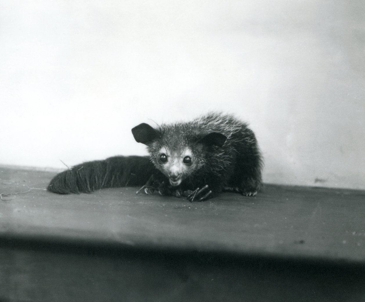 1913年10月、ロンドン動物園でのアイアイ 作： フレデリックウィリアムボンド
