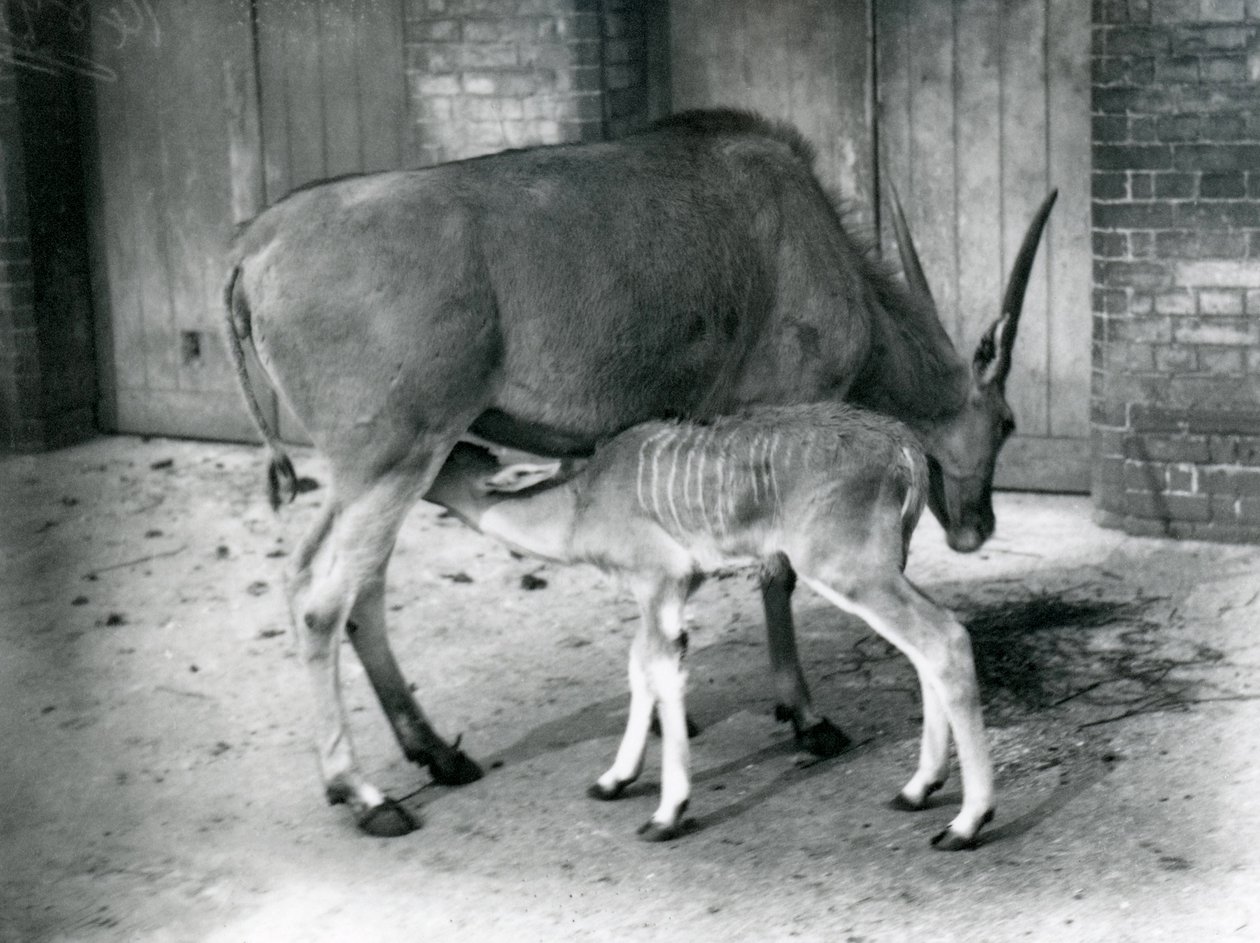 1920年、ロンドン動物園で幼い子供を養うエランドアンテロープ 作： フレデリックウィリアムボンド
