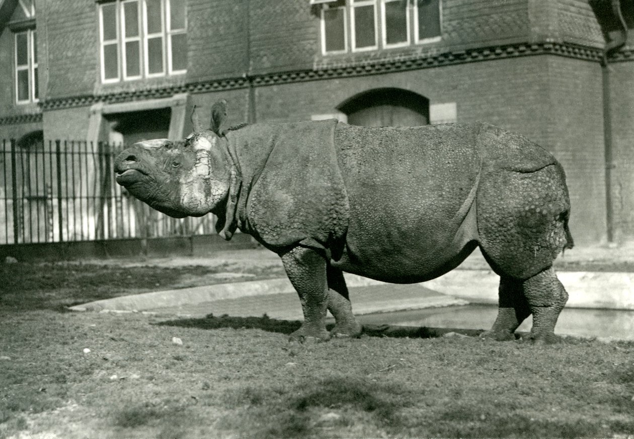 1922年10月、ロンドン動物園のインディアンサイ 作： フレデリックウィリアムボンド