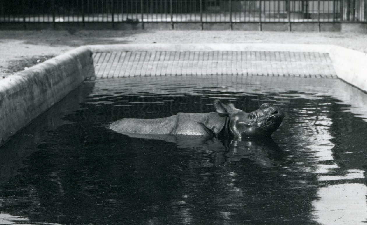 1914年7月、ロンドン動物園のプールにいるインドサイ 作： フレデリックウィリアムボンド