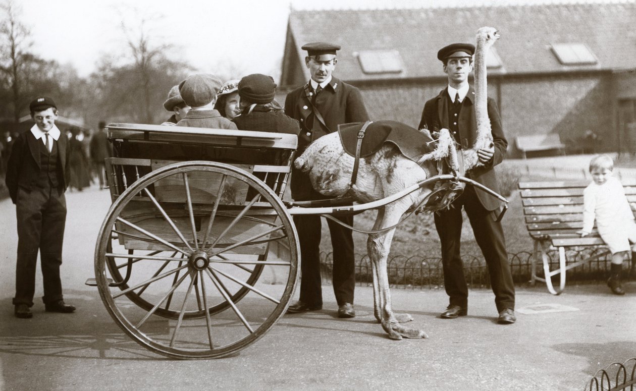 1913年頃、ロンドン動物園で子供と飼育員のジョージ・ブロアとウィリアム・デクスターが乗ったダチョウのカート 作： フレデリックウィリアムボンド