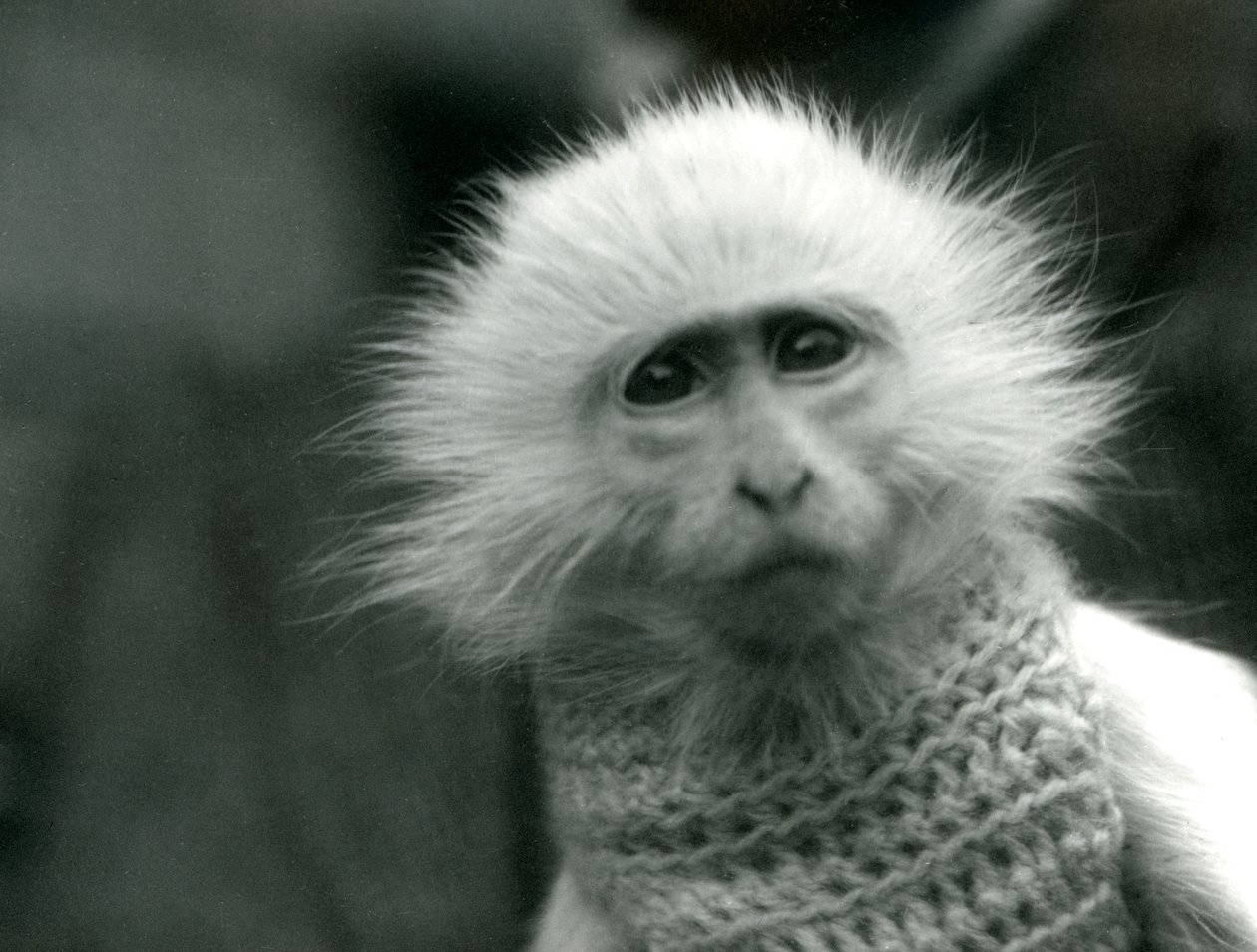 1922年7月にロンドン動物園でセーターを着ているアルビノの旧世界猿、Ceropithecus属（bw写真） 作： フレデリックウィリアムボンド