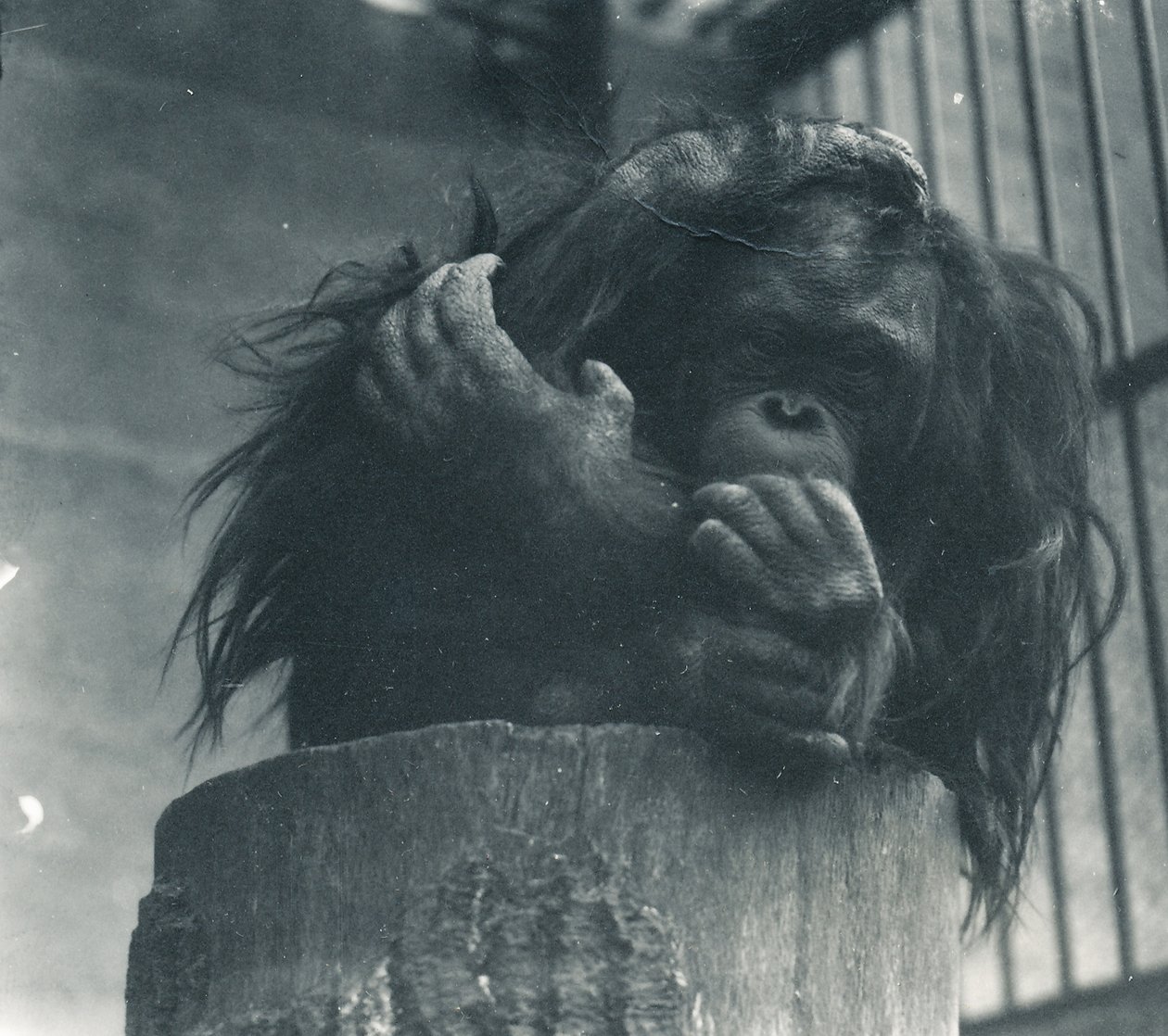 1923年4月、ZSLロンドン動物園のオランウータン 作： フレデリックウィリアムボンド