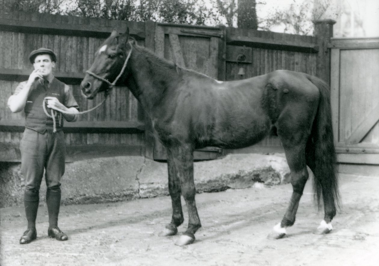 アラブスタリオンドワルカとポニームーア、馬車の運転手、ロンドン動物園、1921年（bw写真） 作： フレデリックウィリアムボンド