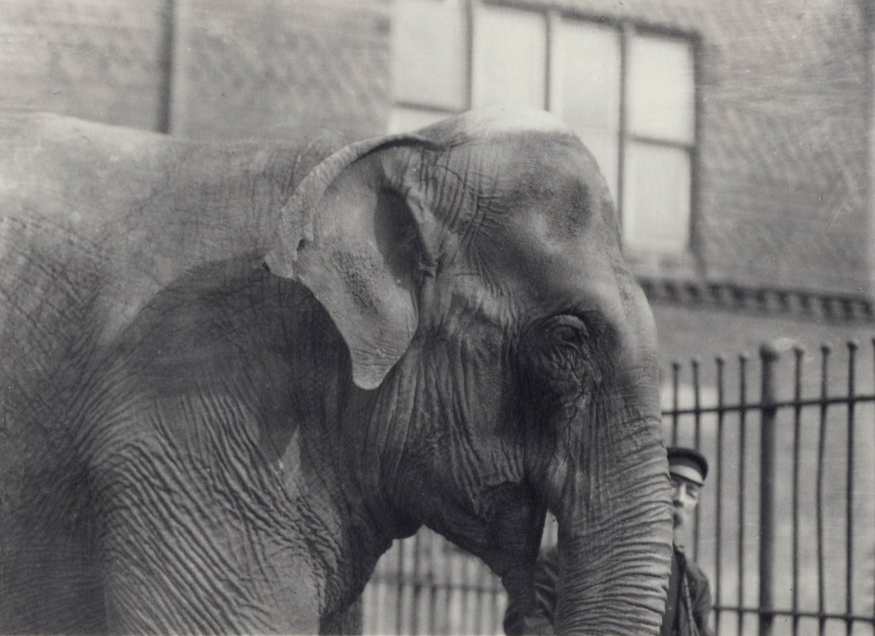 飼育員のいるアジアゾウ、ロンドン動物園、1914年 作： フレデリックウィリアムボンド