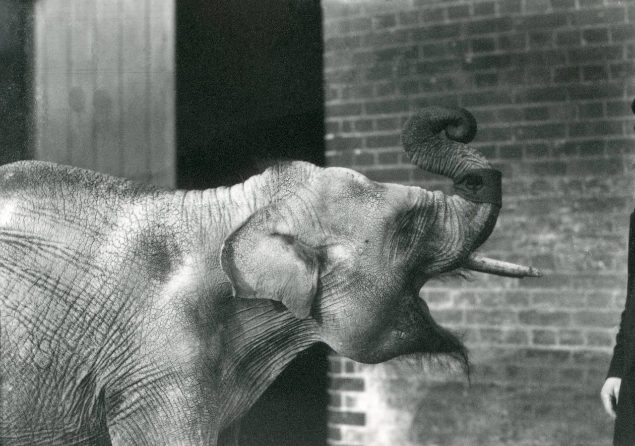 1915年11月、ロンドン動物園の飼育員と一緒にアジア象の赤ちゃん。象はトランクの周りに小銃を身に着けています。 作： フレデリックウィリアムボンド