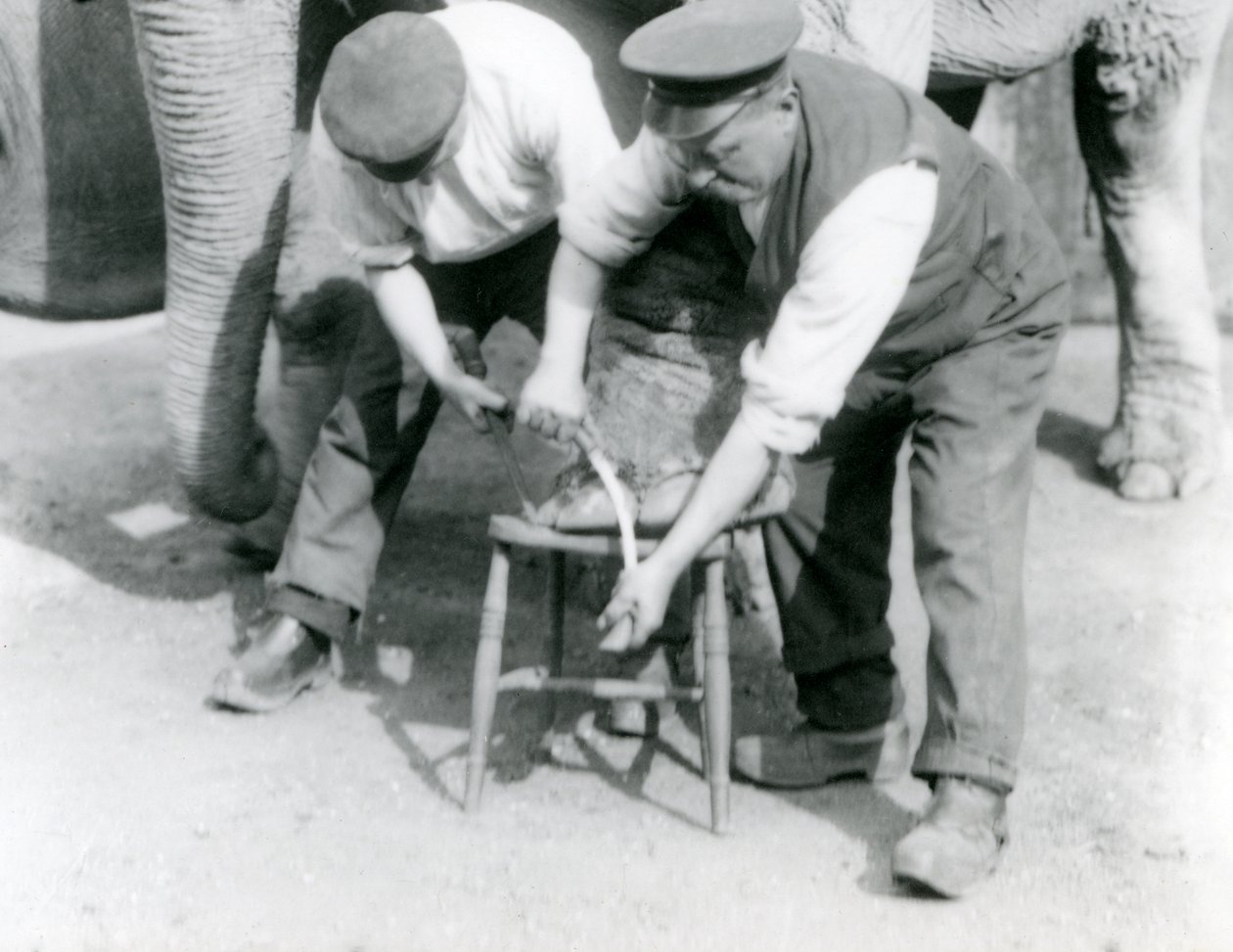 1923年9月にロンドン動物園で飼育されていたインディアンエレファントとメスのインディアンエレファント、キーパーのチャールズエイルスと一緒にいるアッサムルキの足をトリミング（bw写真） 作： フレデリックウィリアムボンド