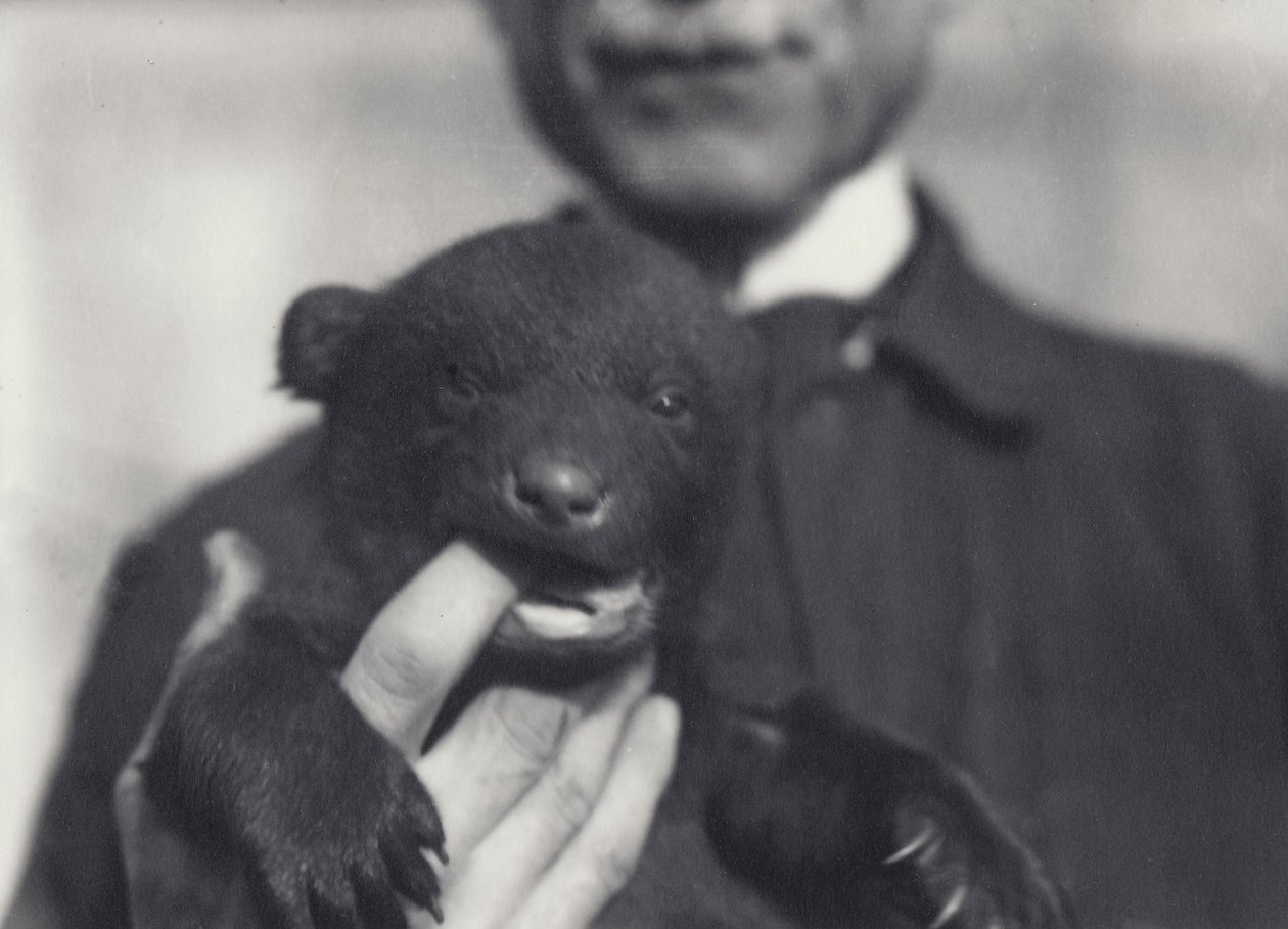 1920年2月にロンドン動物園で飼育されている飼育係の指を噛んで6週齢の茶色のクロクマの子 作： フレデリックウィリアムボンド