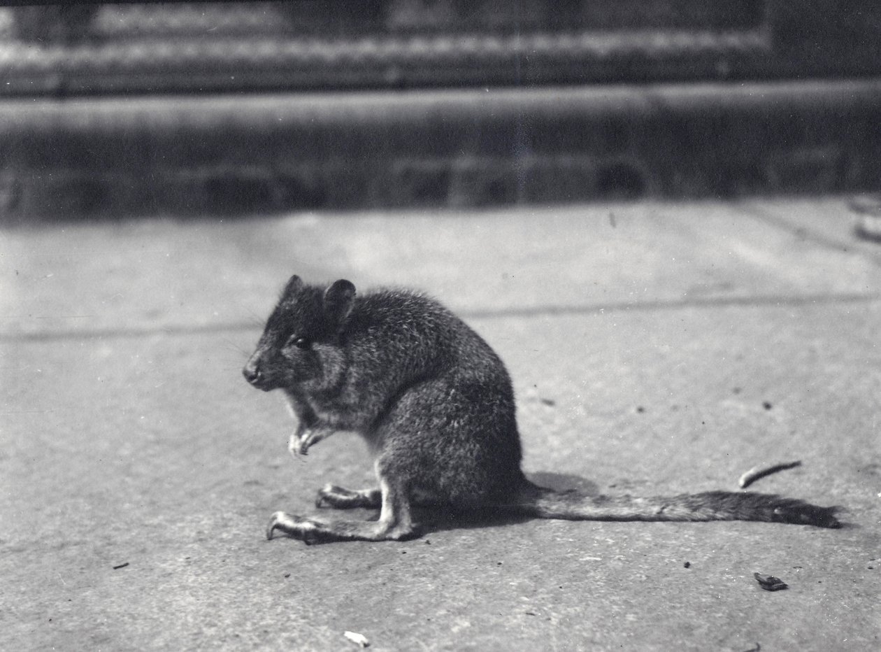 1916年6月、ロンドン動物園で尾を振るワラビ 作： フレデリックウィリアムボンド