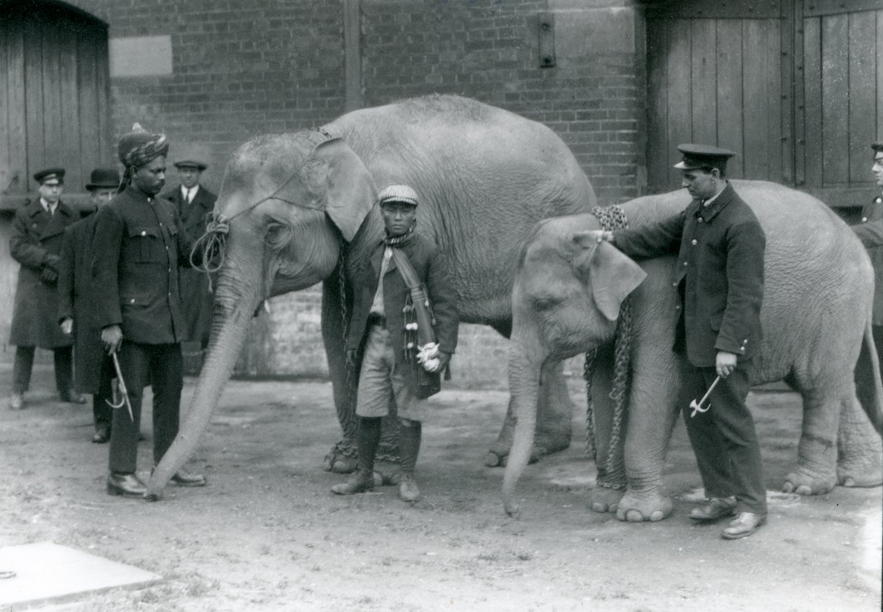 1923年5月にロンドン動物園で飼育されていたビルマゾウ、キーパーのジャックミルボーン、サイードアリ（左）とサンドゥー（中央）、象（bw写真） 作： フレデリックウィリアムボンド