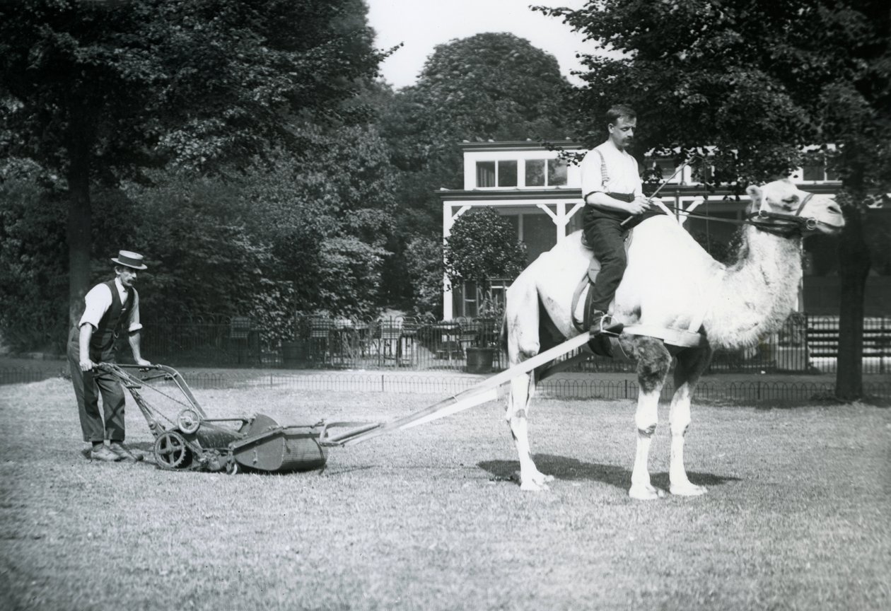 キャメルの芝刈り機、ロンドン動物園で庭師のフレッドペリーに乗られた、1913 作： フレデリックウィリアムボンド