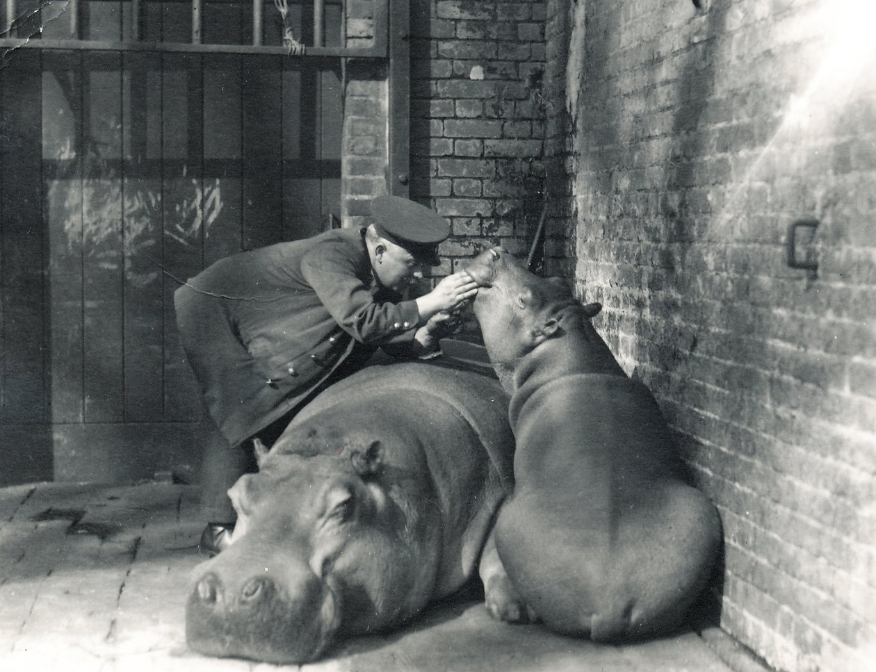 1927年3月にZSLロンドン動物園で飼育されていたカバのジーンとジミーとキーパーのアーニーボウマン 作： フレデリックウィリアムボンド
