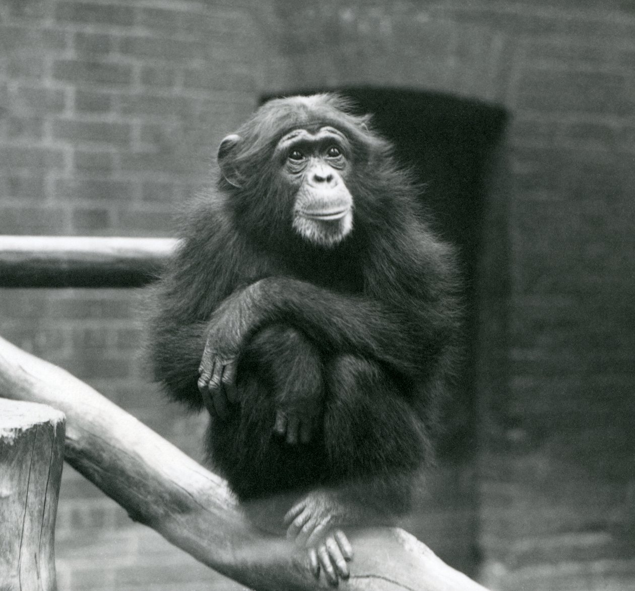 1923年9月にロンドン動物園で飼育場の枝に座っているメスのチンパンジーデイジー（bw写真） 作： フレデリックウィリアムボンド