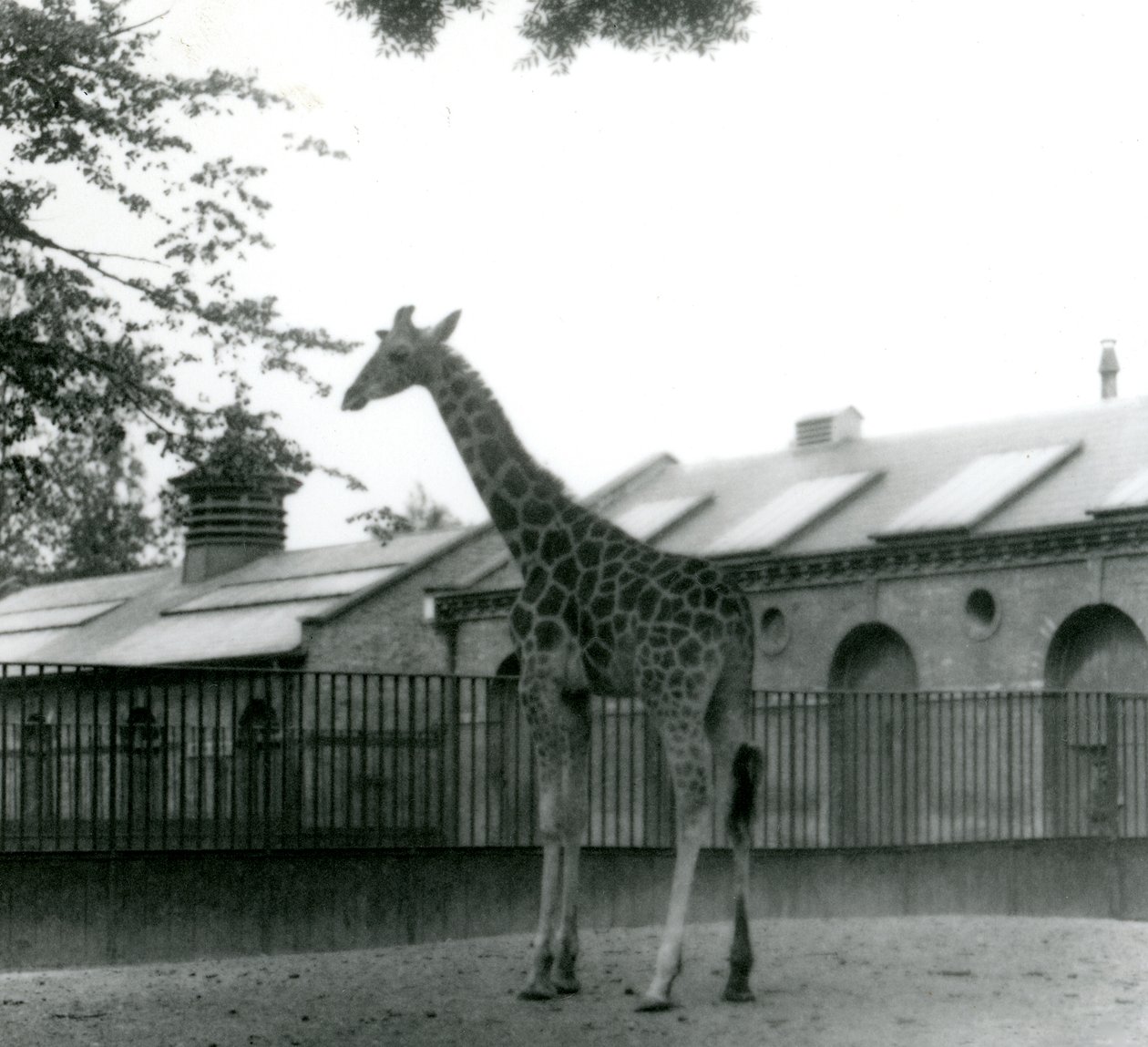 1923年ロンドン動物園、キリンハウスの外のパドックに立っている女性キリンモード（bw写真） 作： フレデリックウィリアムボンド