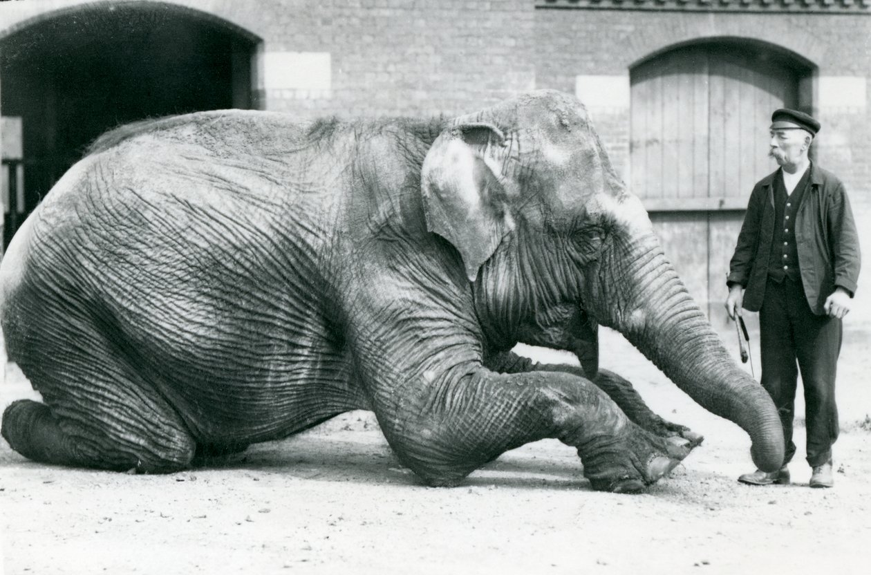 1914年4月、ロンドン動物園のキーパーチャールズエイルズにメスのインドゾウ「サファカリ」（黒薔薇）が横になっている 作： フレデリックウィリアムボンド