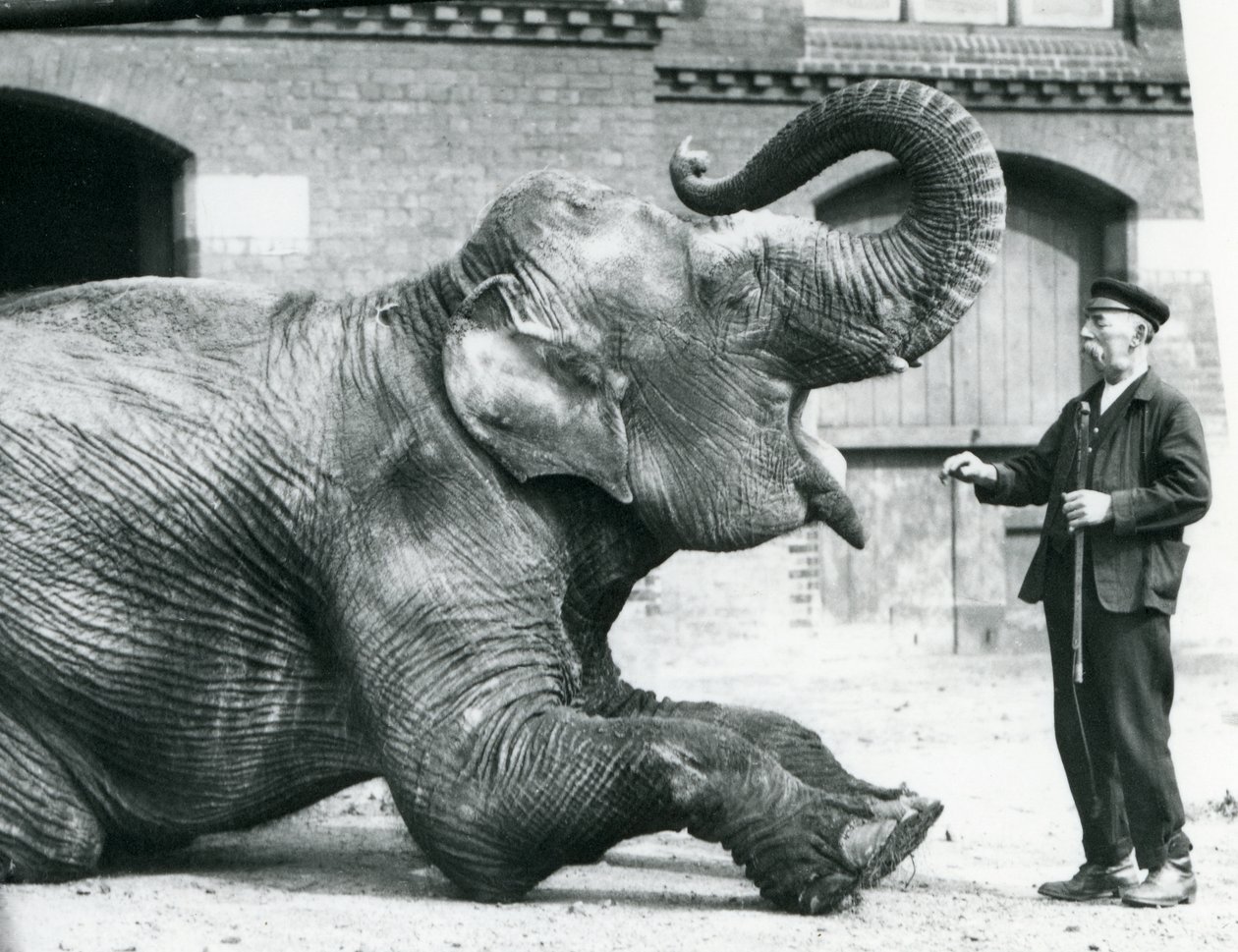 1914年4月、ロンドン動物園の飼育係のチャールズエイルズに歯を見せるために、メスのインドゾウ「サファカリ」（ブラックローズ）が横になって体幹を起こします。 作： フレデリックウィリアムボンド