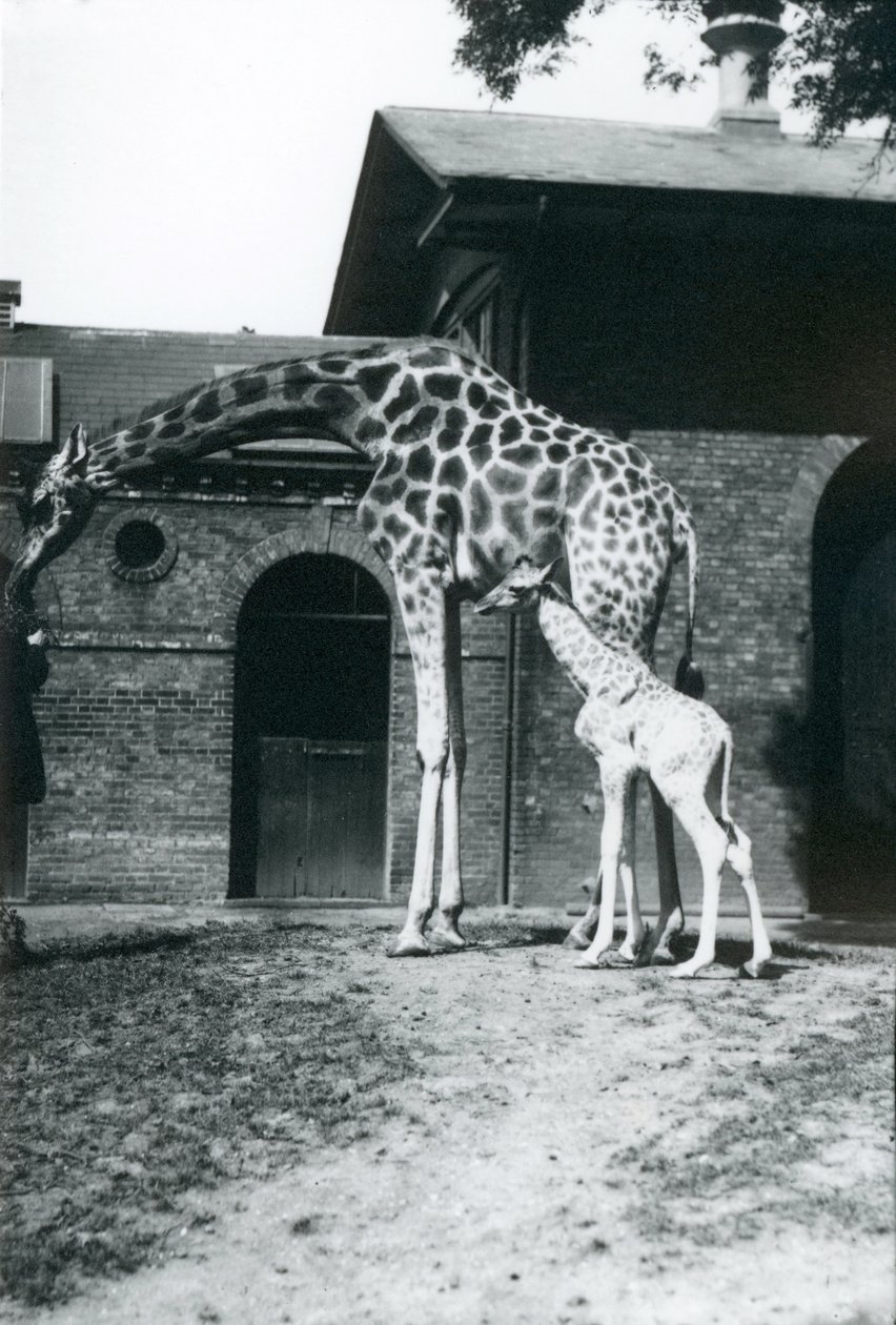 1914年にロンドン動物園で生後3日の赤ちゃんと飼育係がいるキリン。 作： フレデリックウィリアムボンド