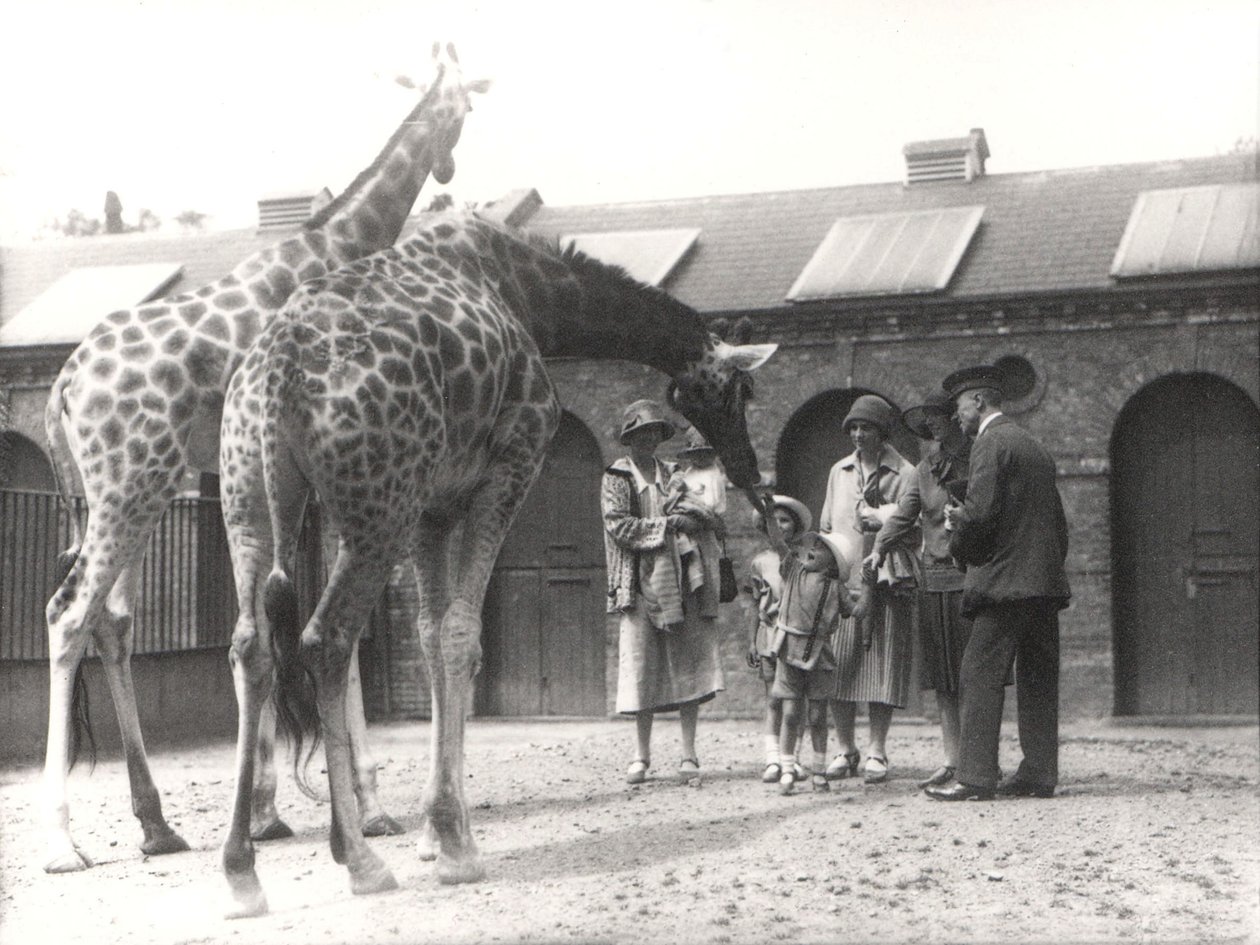 1926年7月からのキリンとZSLロンドン動物園の訪問者 作： フレデリックウィリアムボンド