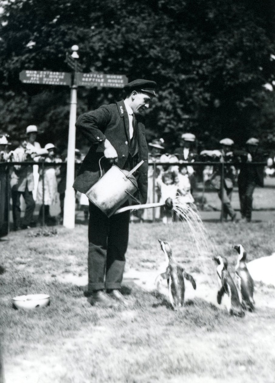キーパー、アーニースケアーズ、3匹のペンギンにじょうろからシャワーを与える、1919年ロンドン動物園 作： フレデリックウィリアムボンド