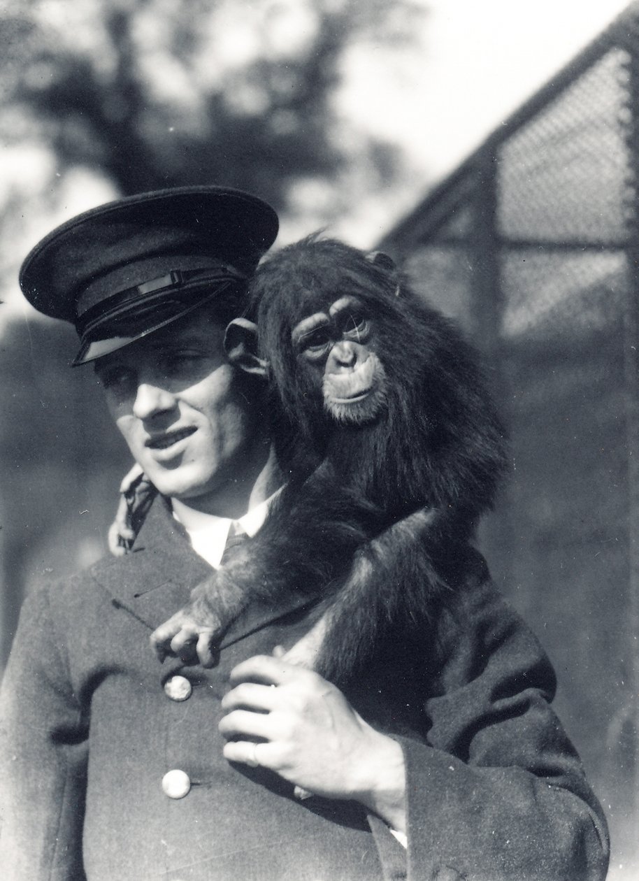 キーパーF.シェリーとZSLロンドン動物園のチンパンジージョニーまたはマルコ 作： フレデリックウィリアムボンド