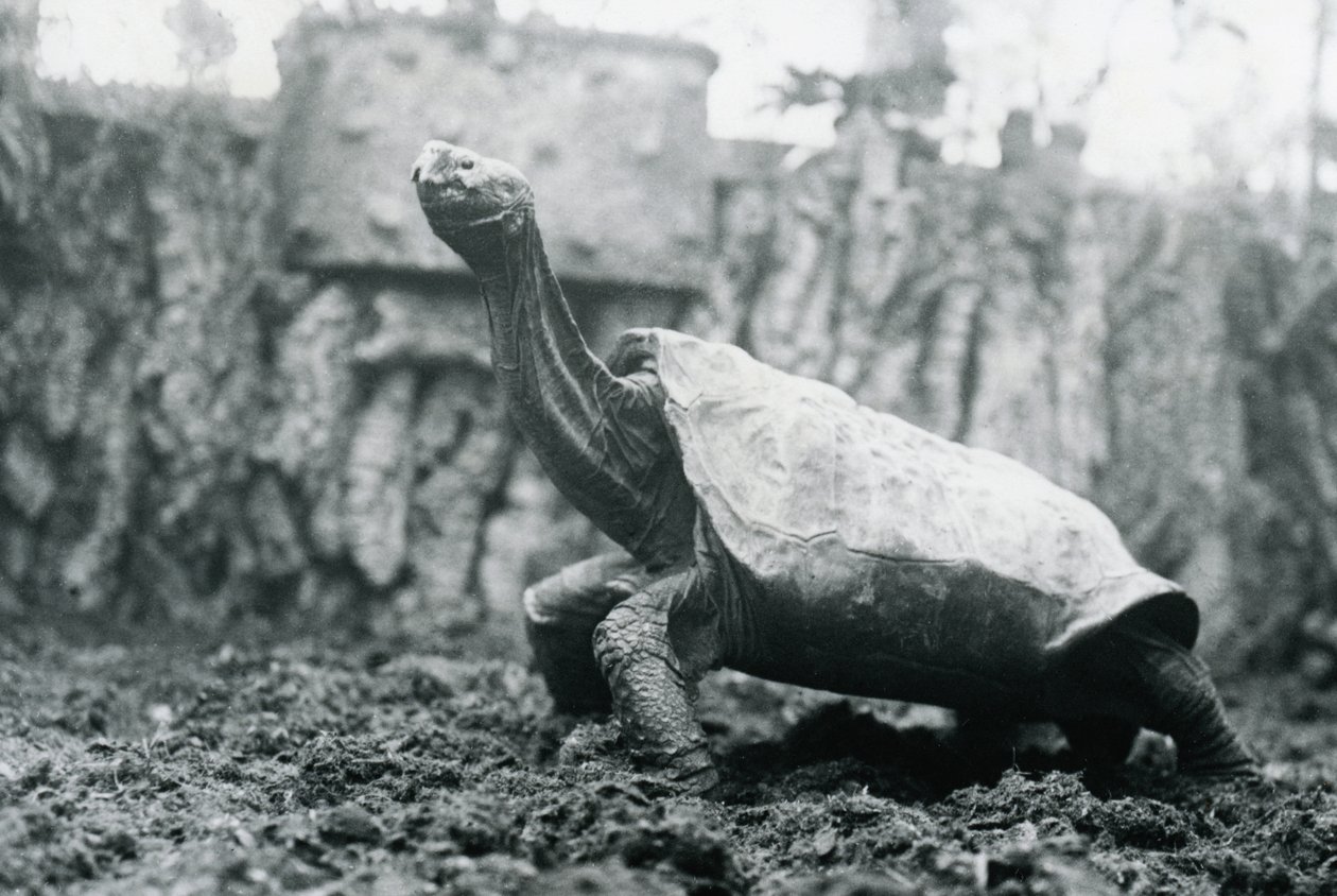 1914年1月20日、ロンドン動物園での男性のアビンドンまたはピンタ島のゾウガメ 作： フレデリックウィリアムボンド