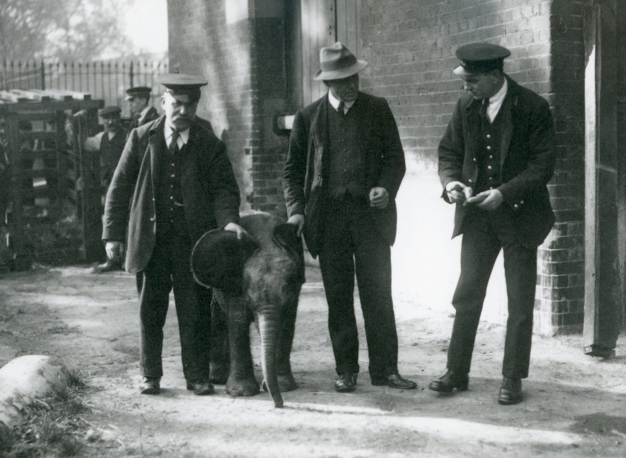 1922年10月、ロンドン動物園で飼育係のロバートソン、スタンプソン、ミルボーンと一緒に、新しく到着したピグミーフォレストエレファント「タイニー」 作： フレデリックウィリアムボンド