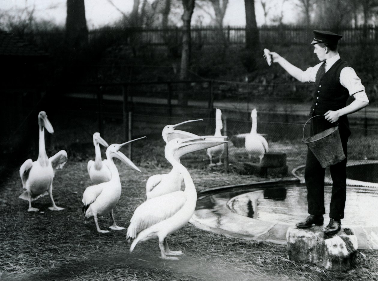 1922年12月にロンドン動物園のプールサイドで飼育員が魚を飼っているペリカン（bw写真） 作： フレデリックウィリアムボンド